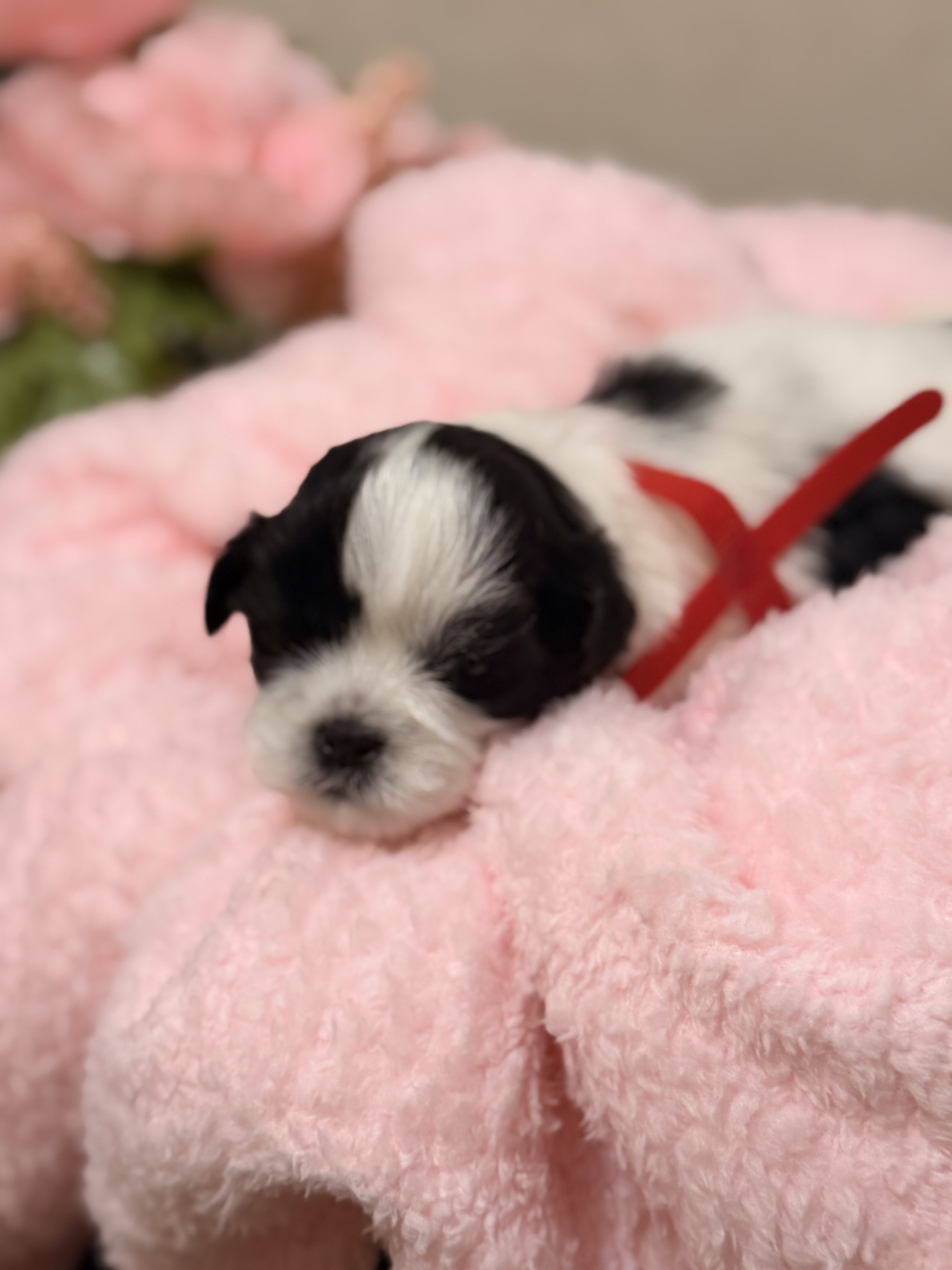 Shih Tzu image 2