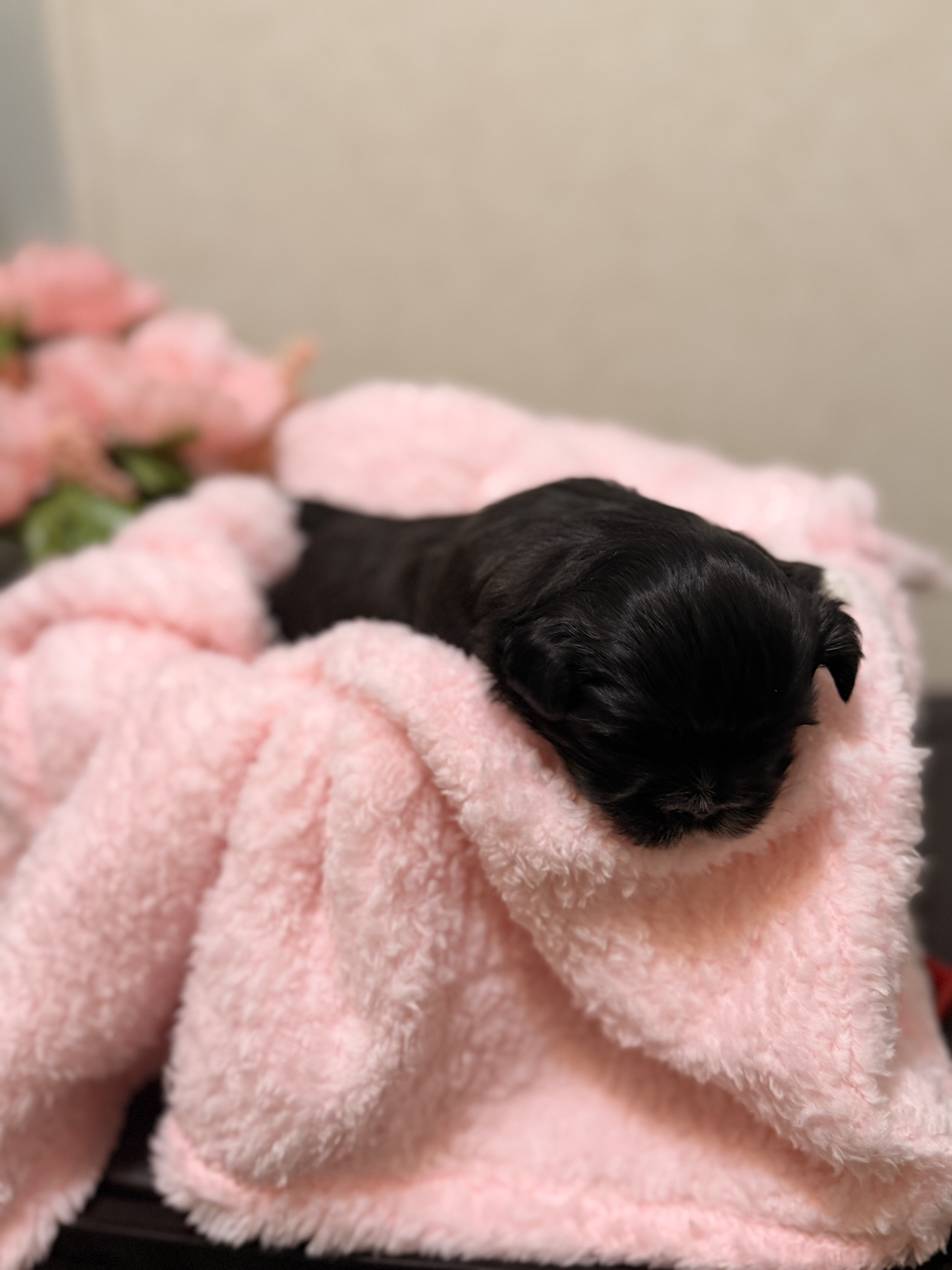 Shih Tzu image 1