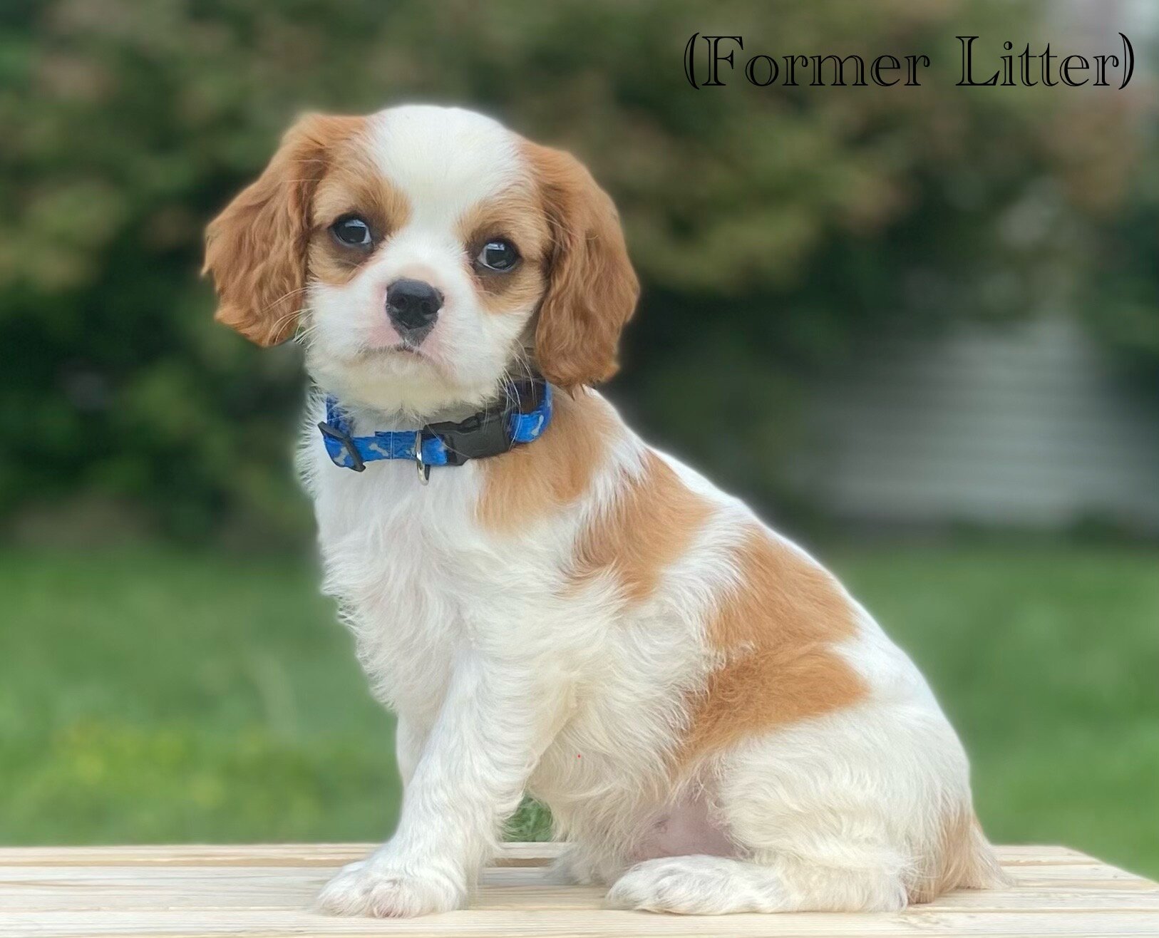 Cavalier puppies image 1
