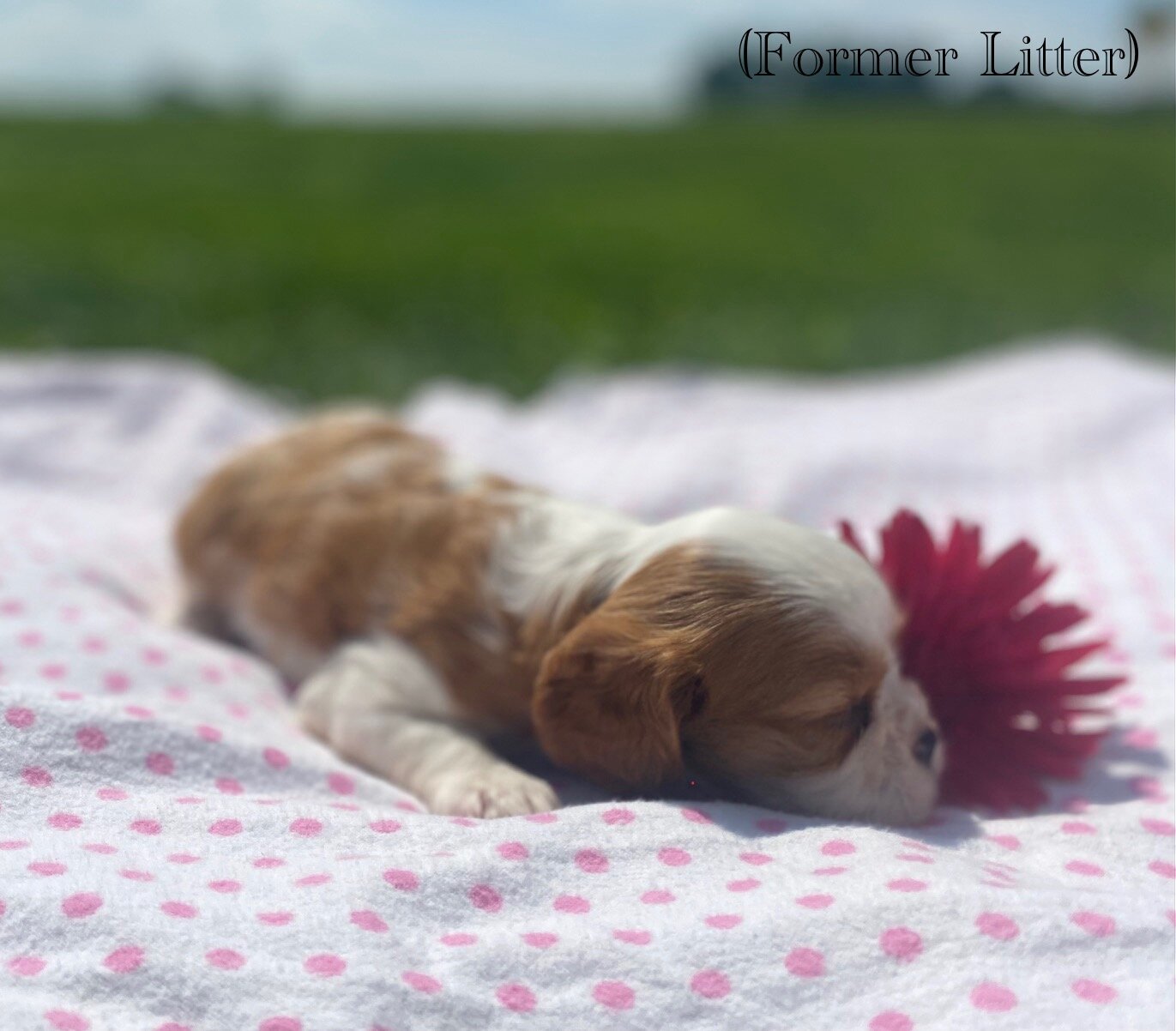 Cavalier puppies image 2