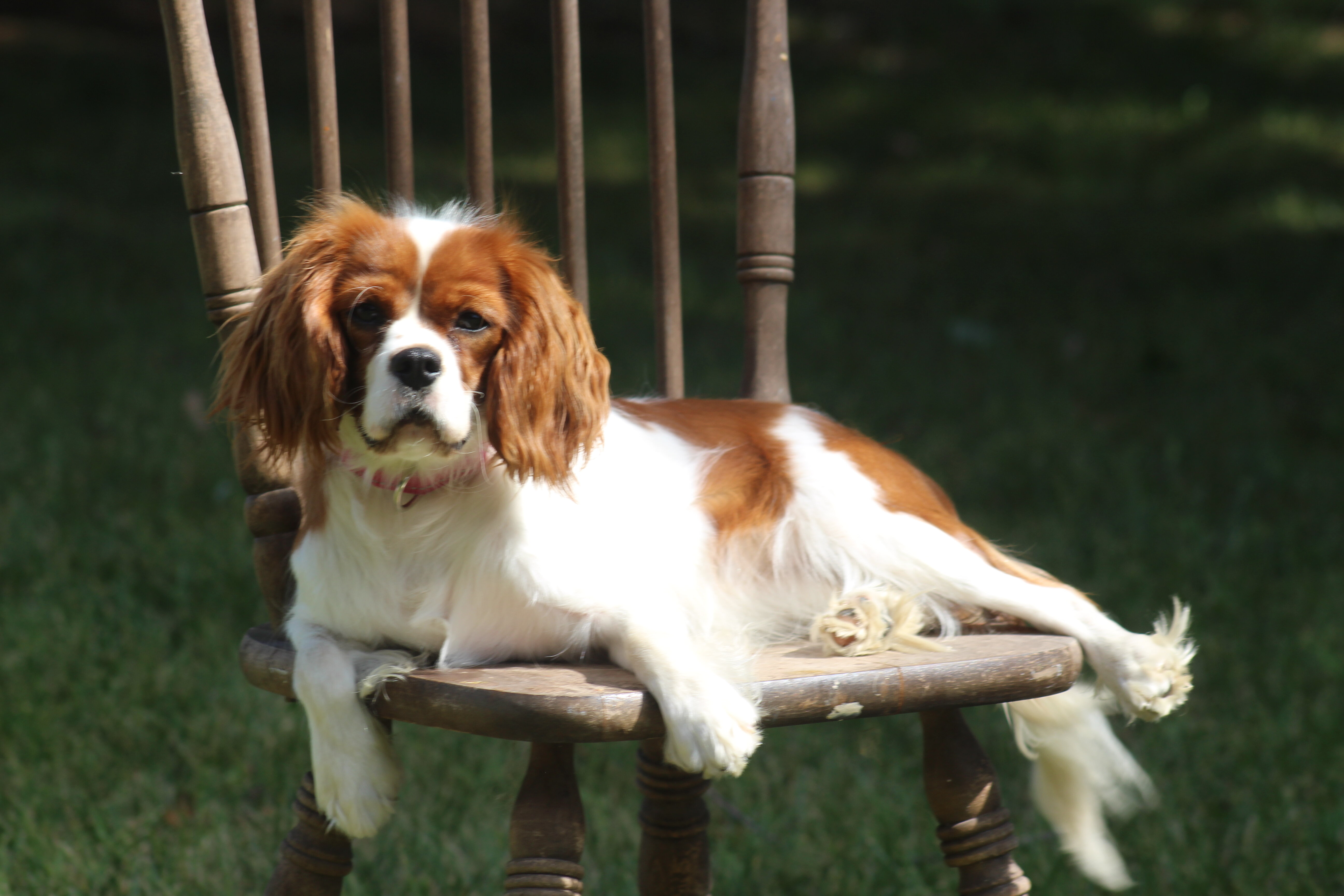 Cavalier puppies image 4