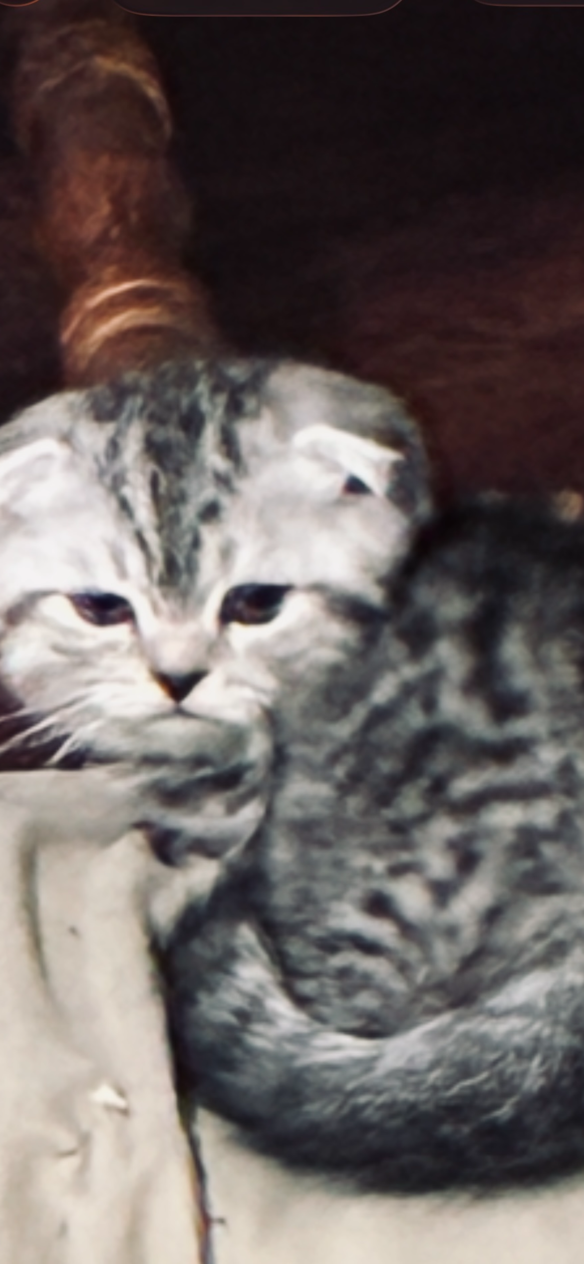 Munchkin kilt Scottish fold  (female) image 1