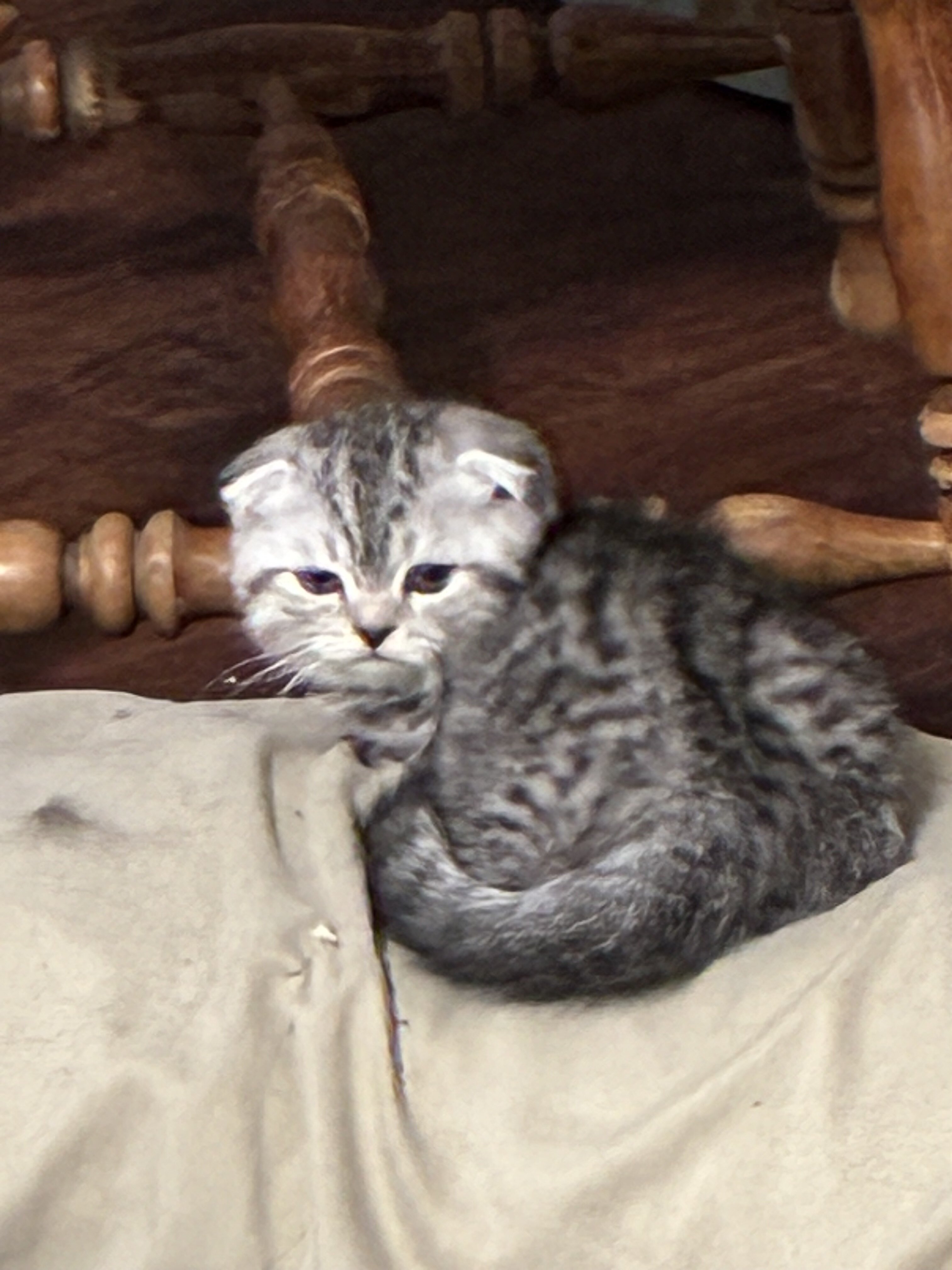 Munchkin kilt  Scottish fold image 1
