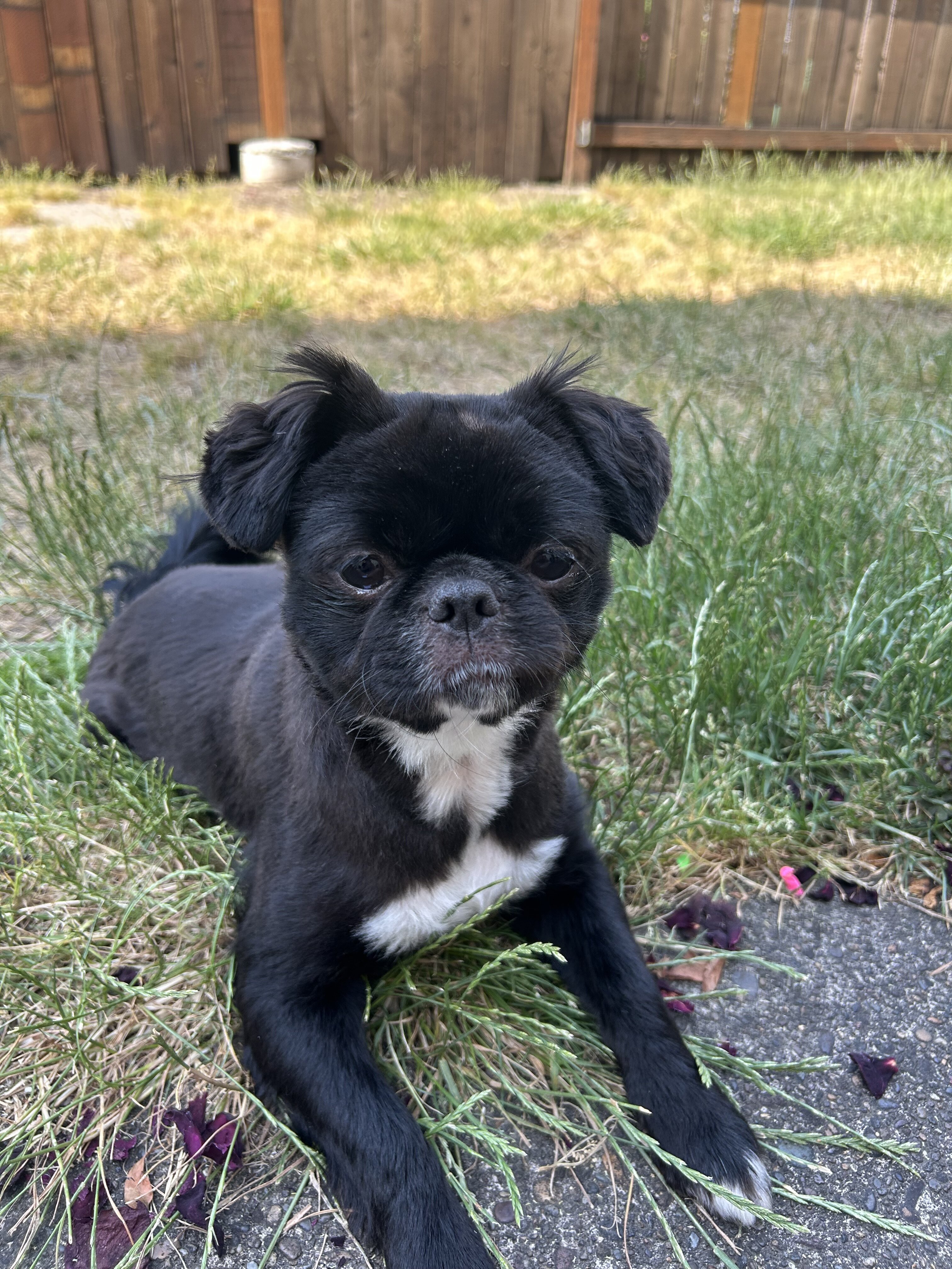 2 year old pomchi image 1