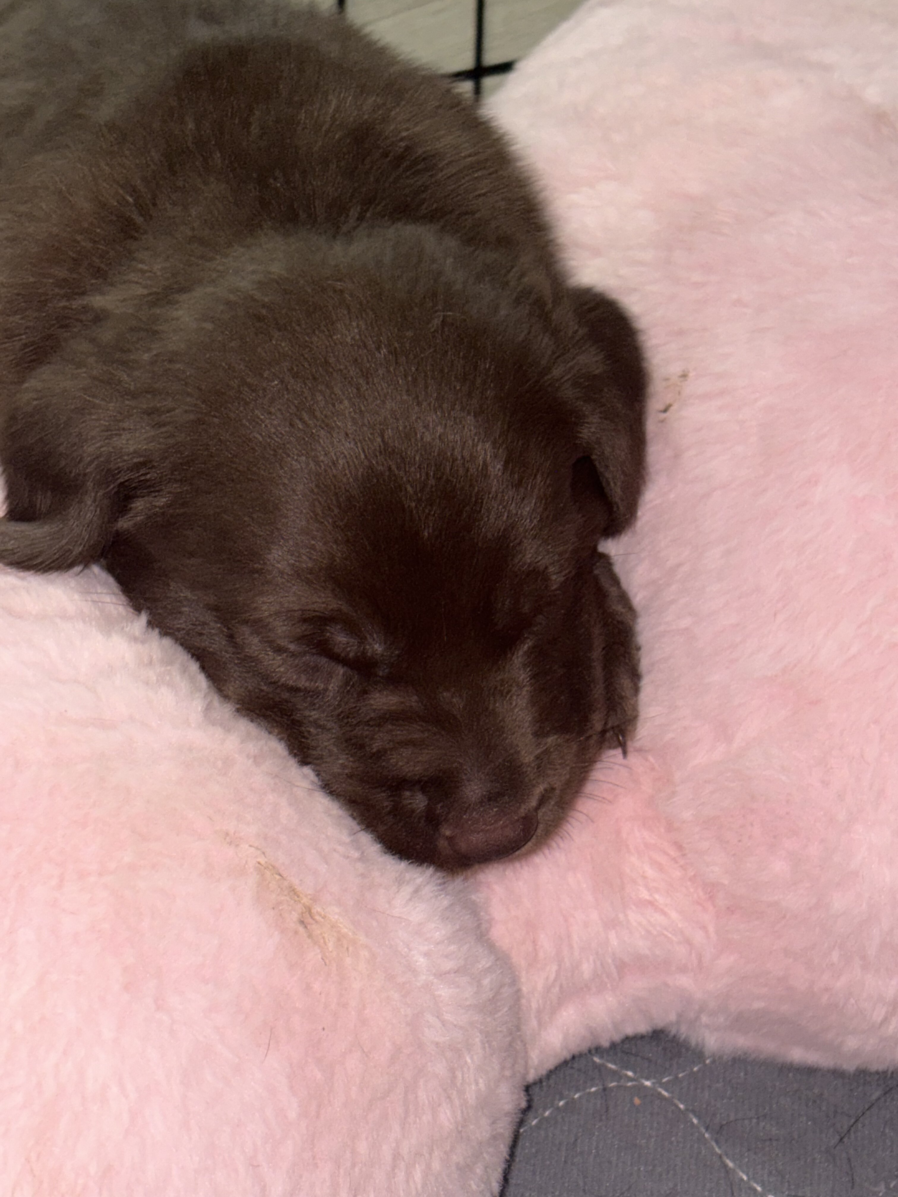 Labrador retriever image 1