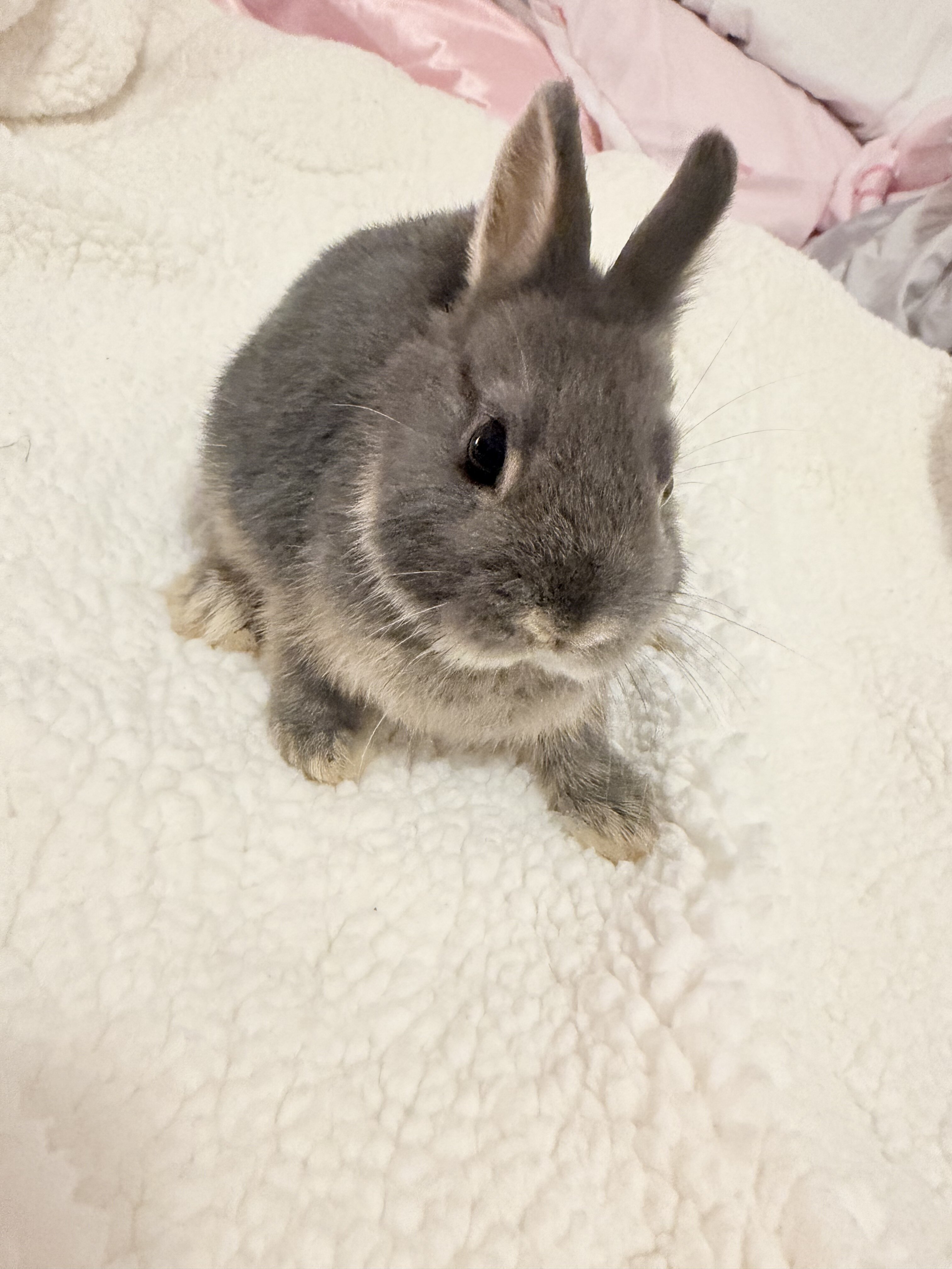 Bunny image 7