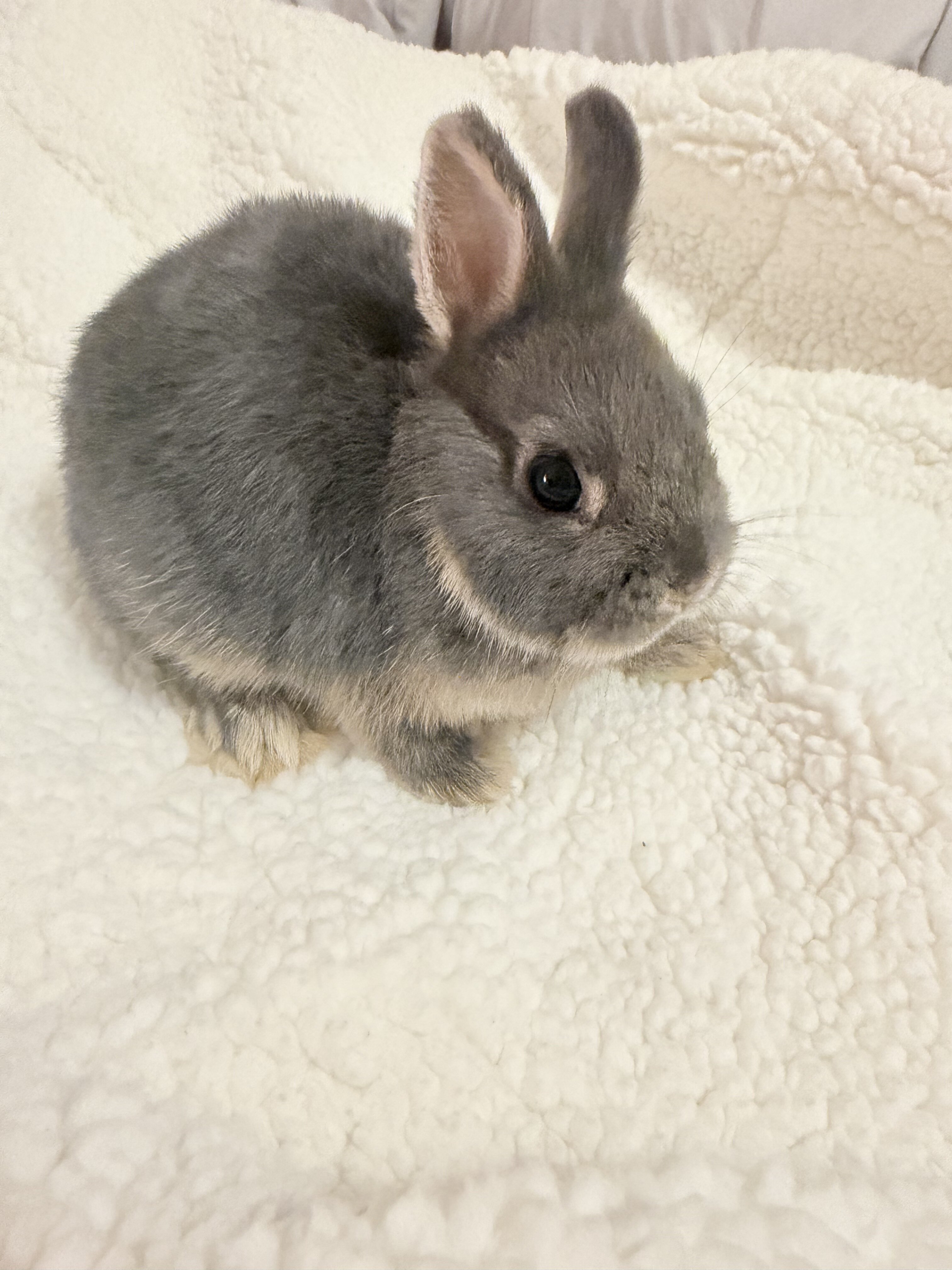 Bunny image 6