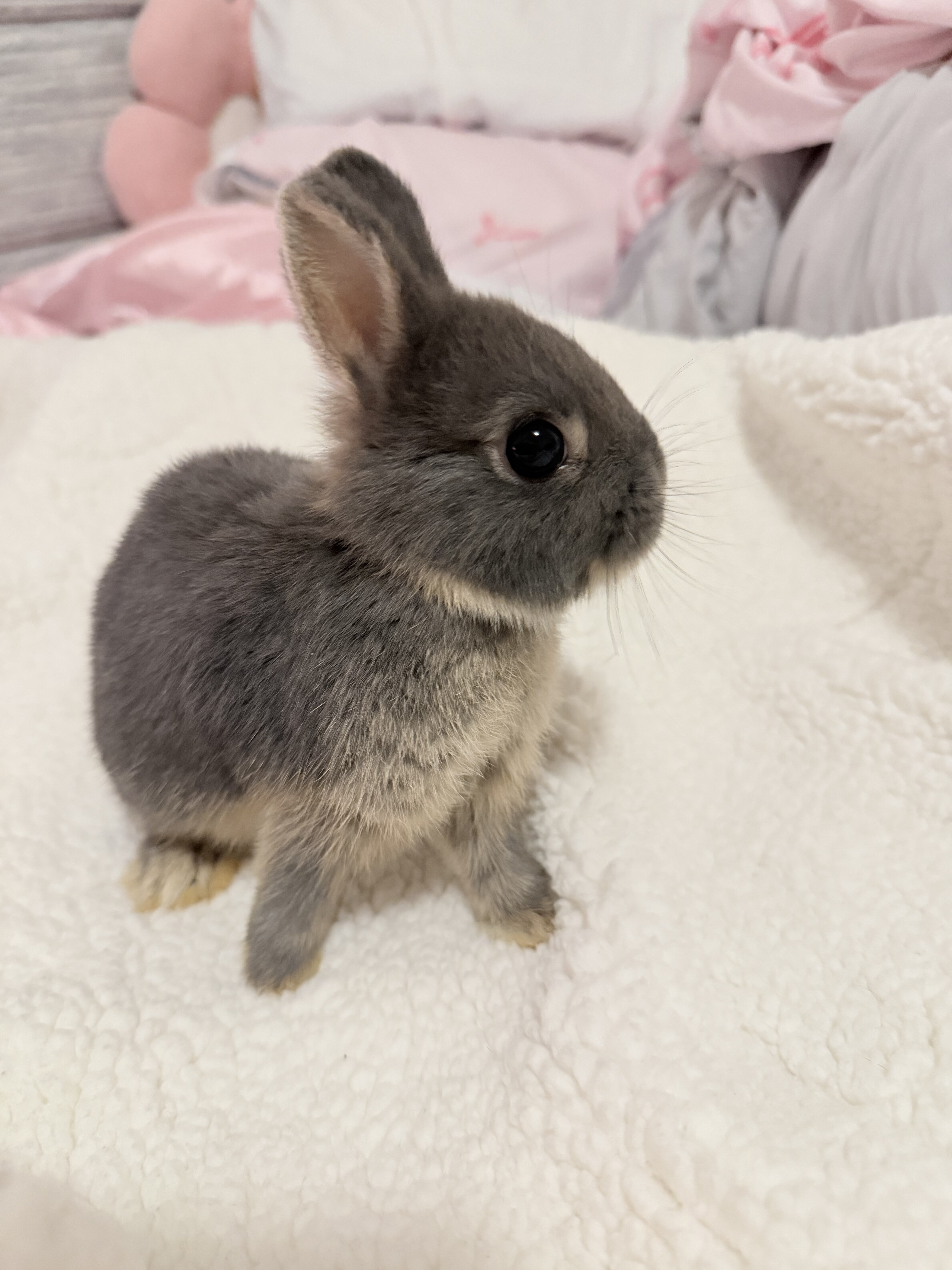 Bunny image 5