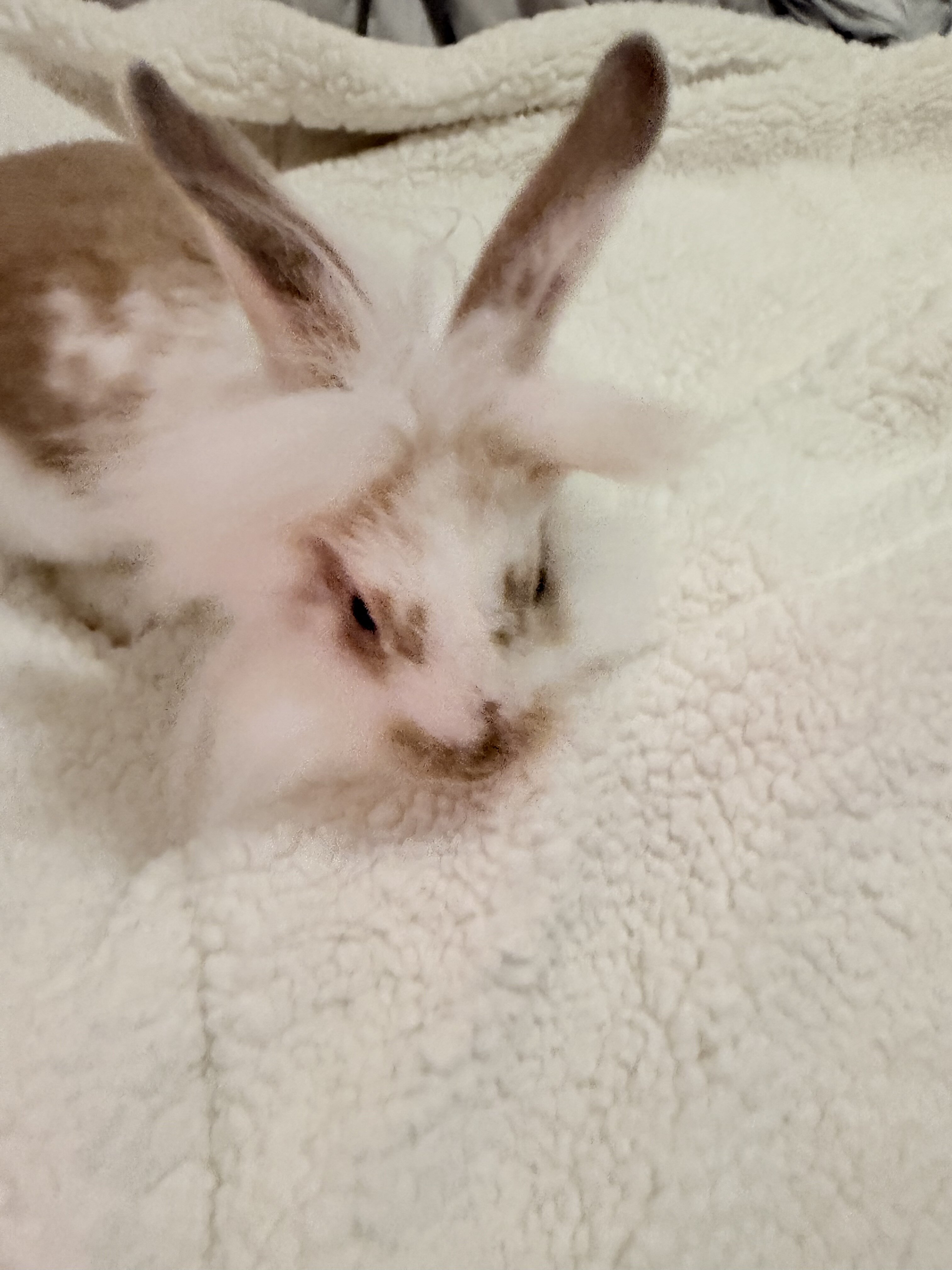 Bunny image 4