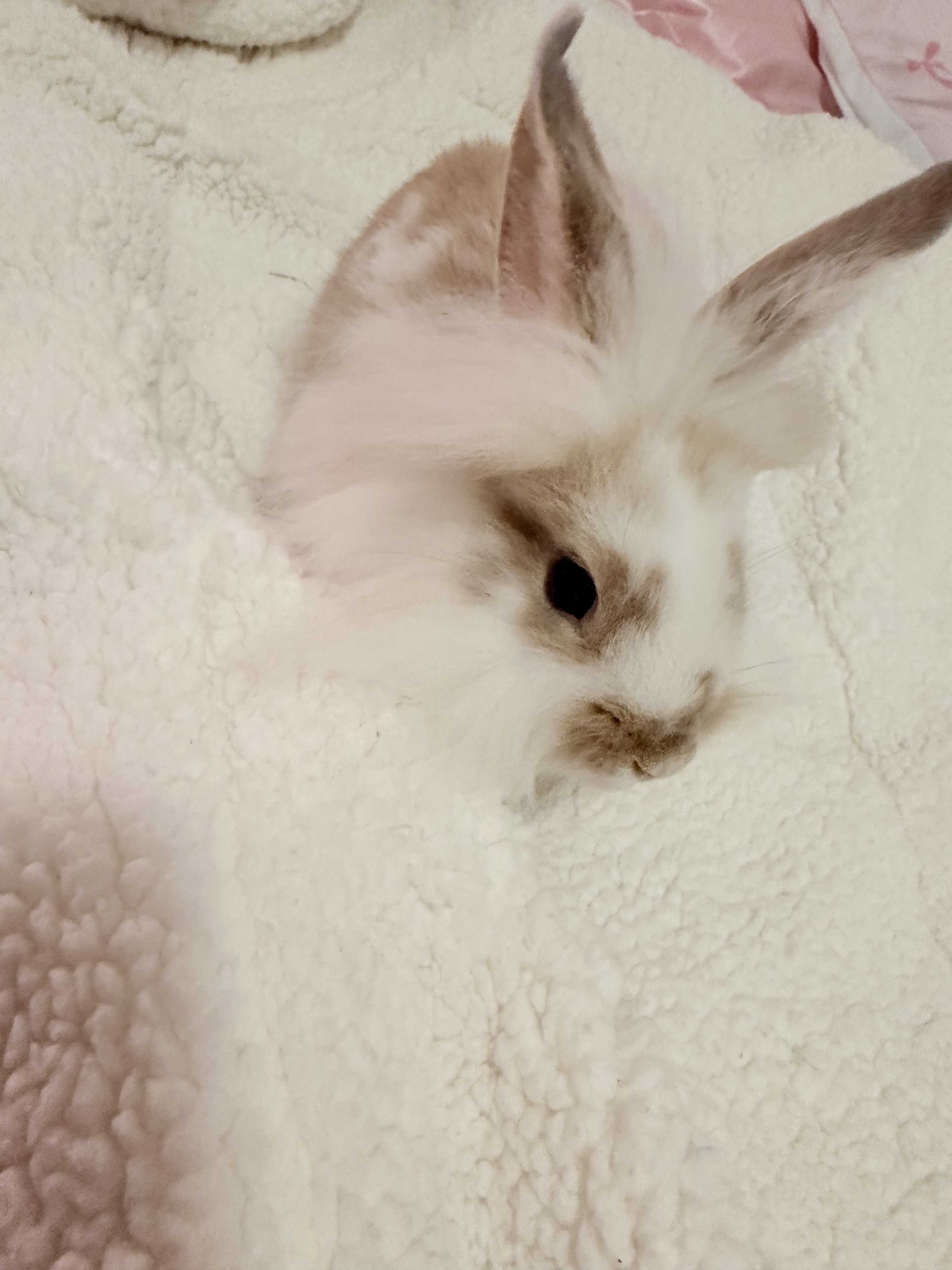 Bunny image 3