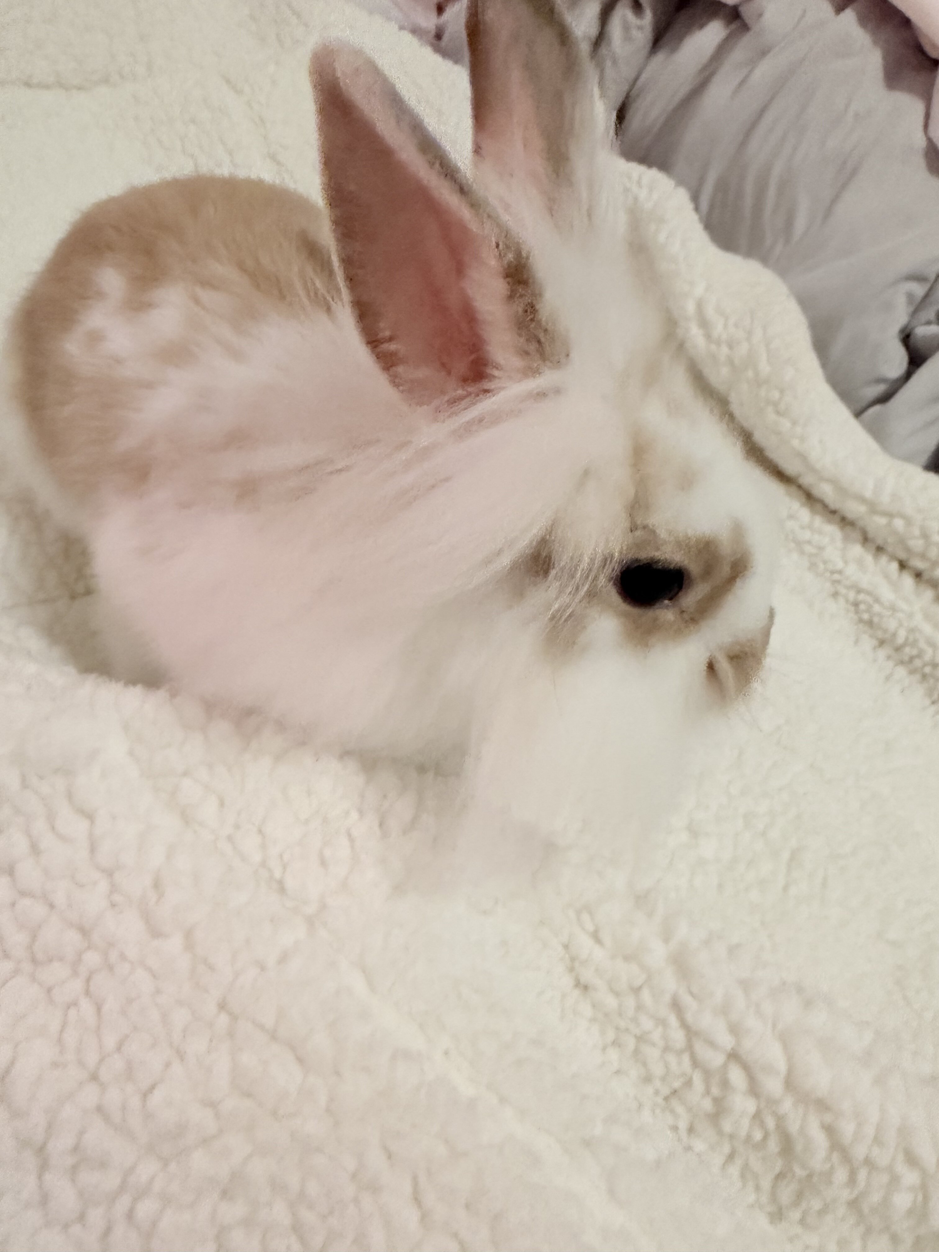 Bunny image 2