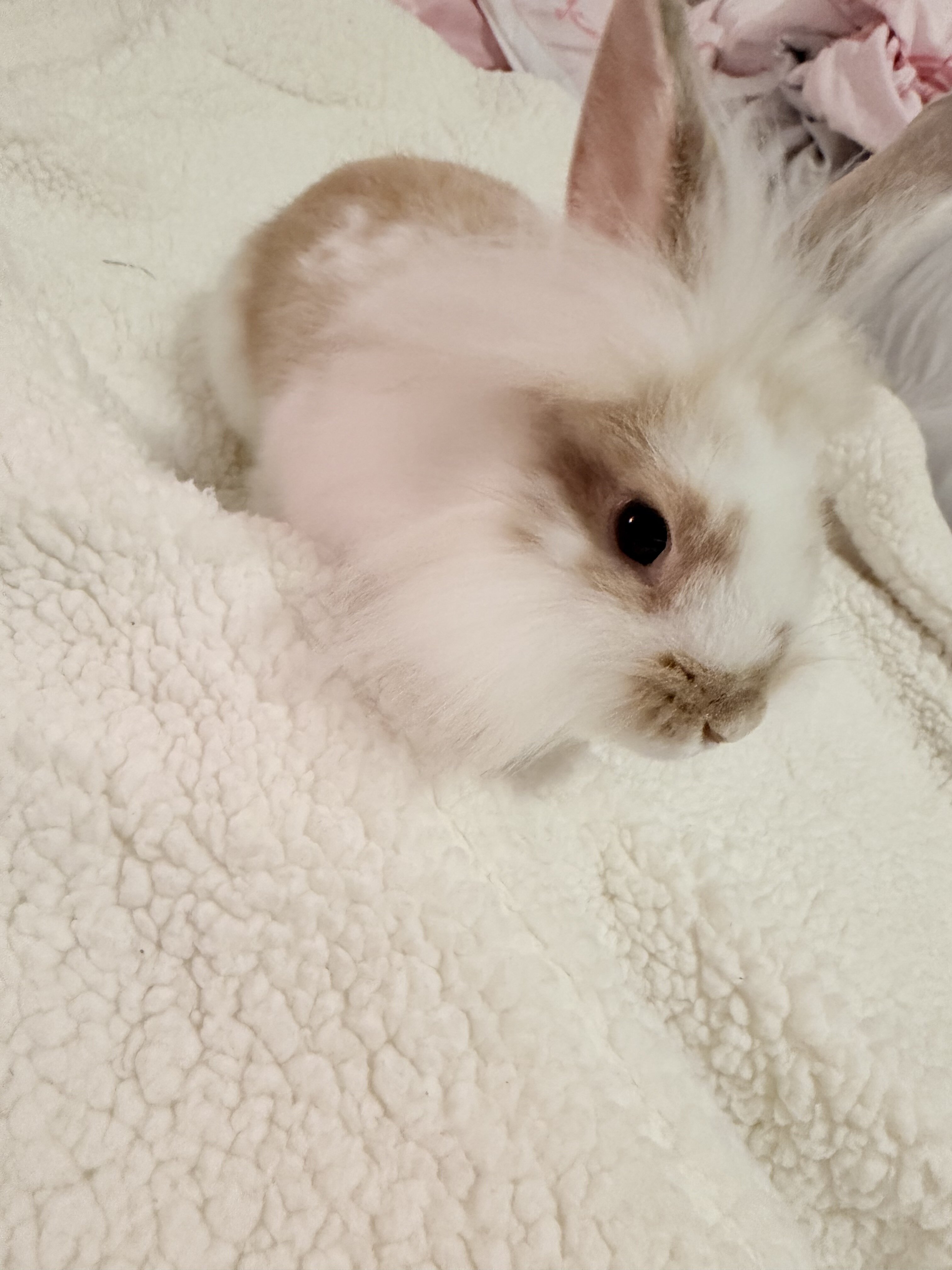 Bunny image 1