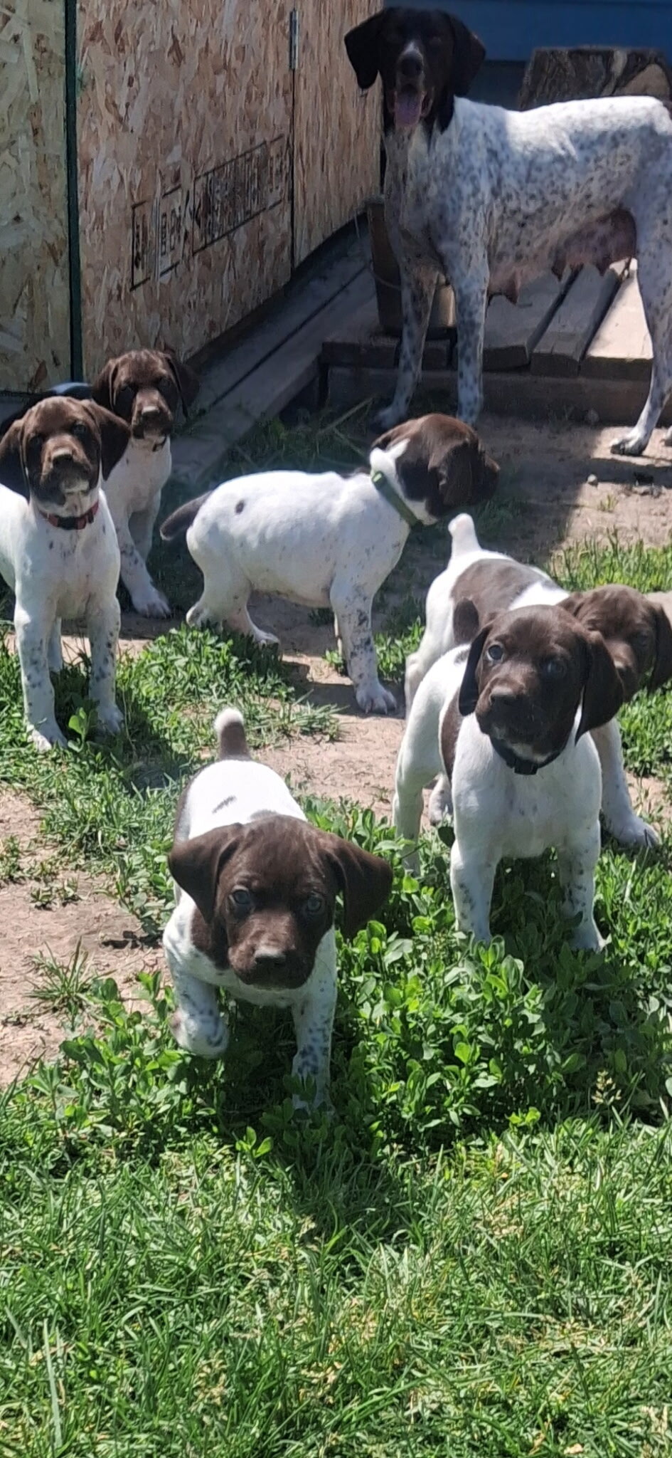 5 GSP pups for sale image 3
