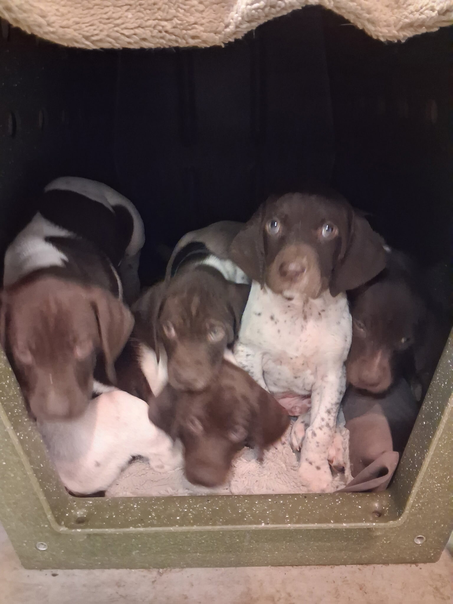 5 GSP pups for sale image 1
