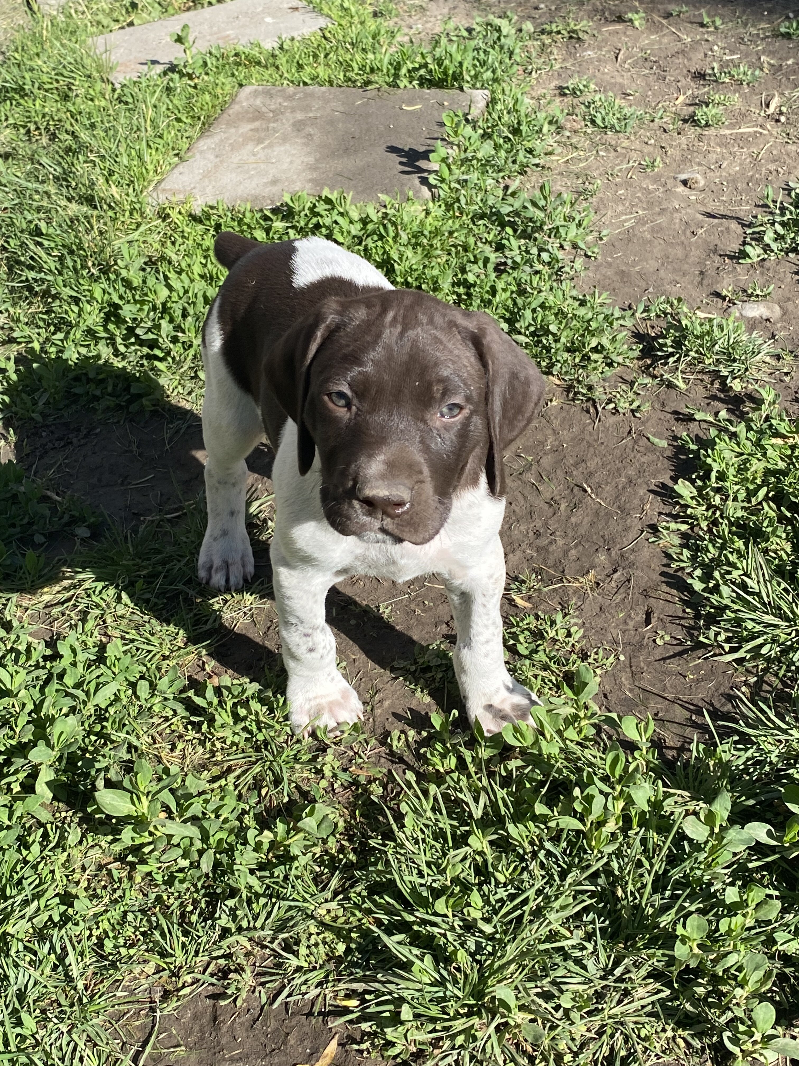5 GSP pups for sale image 2
