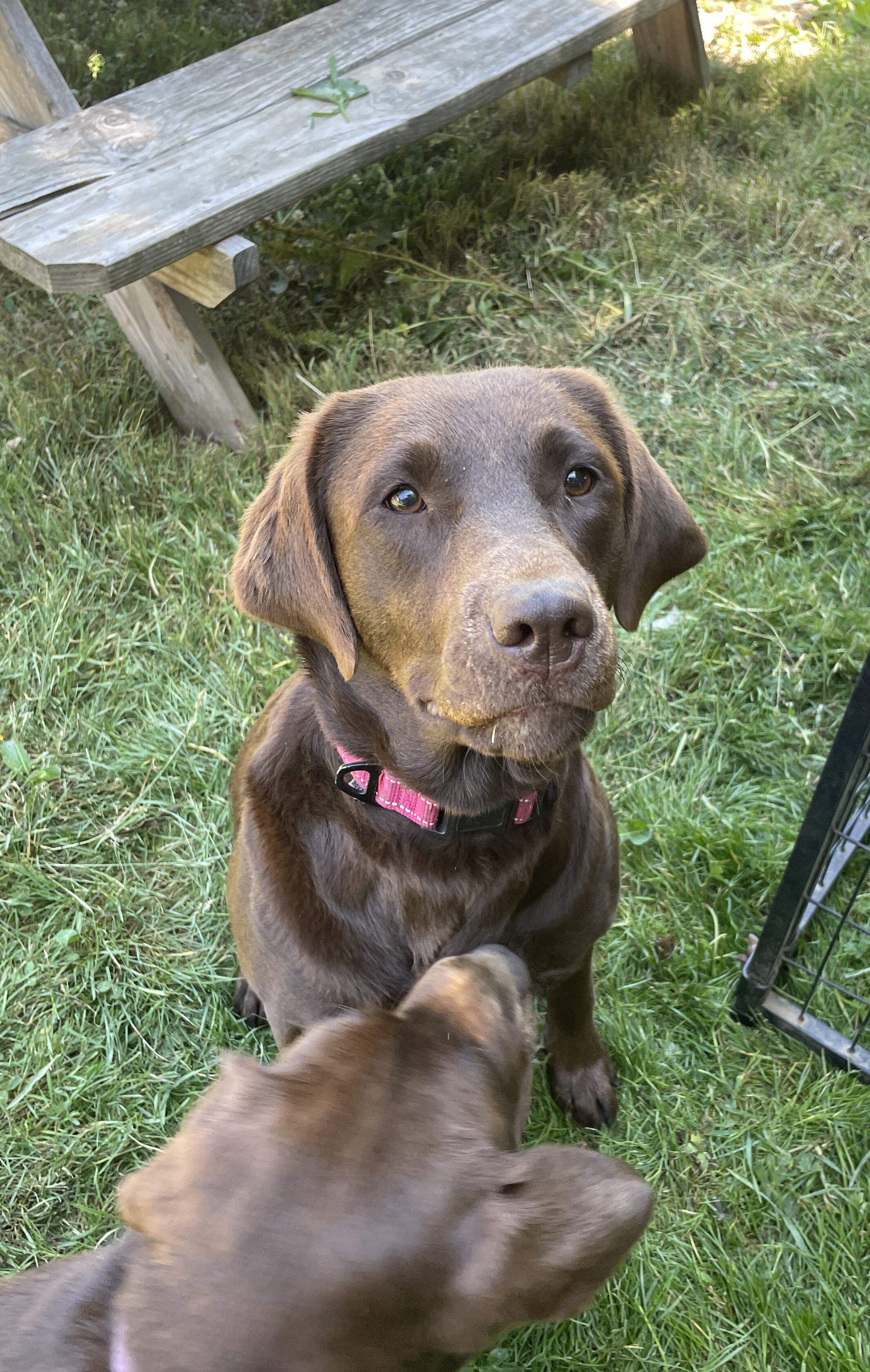 2y/o Chocolate lab image 1
