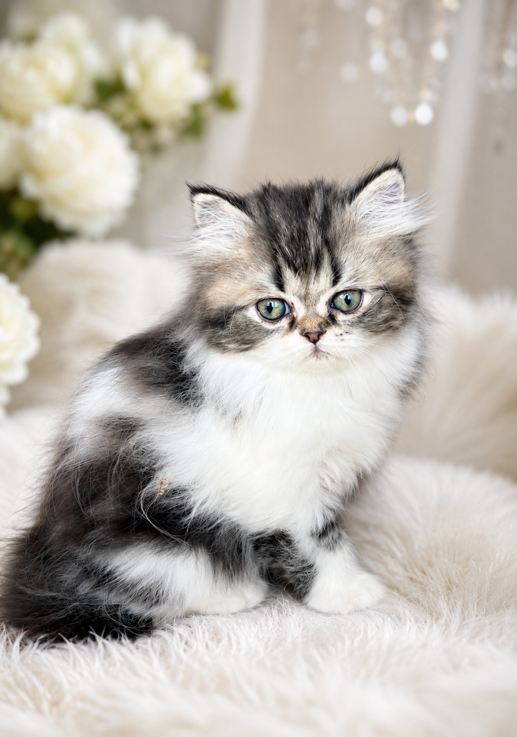 Persian Kittens image 1