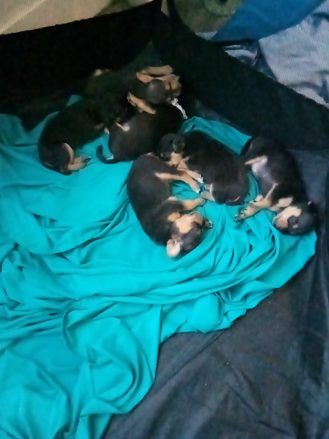 Puppies image 1