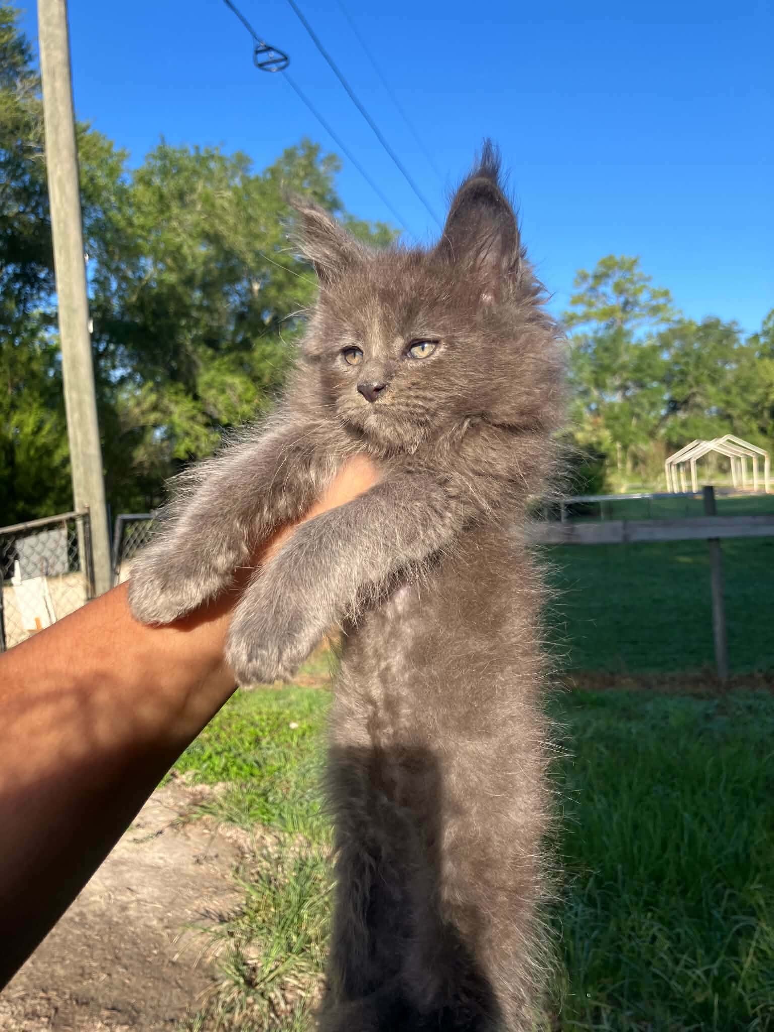 Mainecoon male image 2