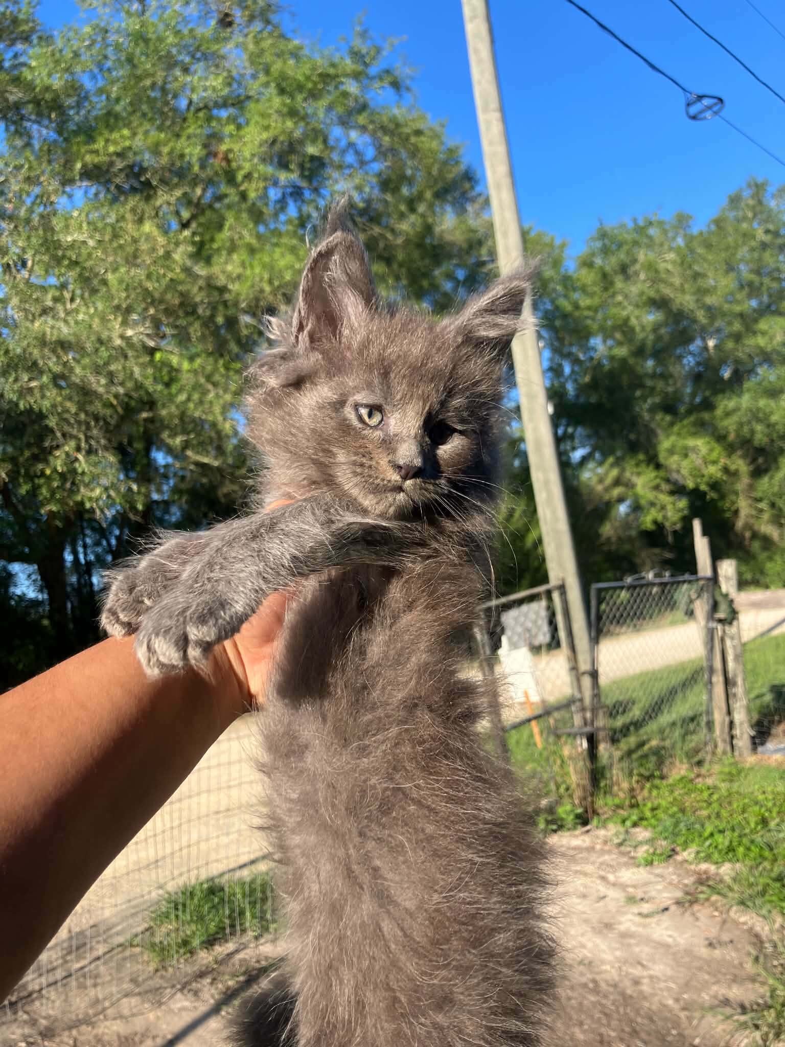 Mainecoon male image 3