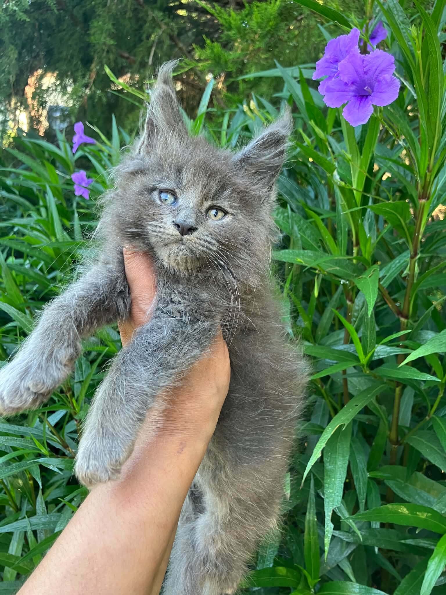 Mainecoon male image 1
