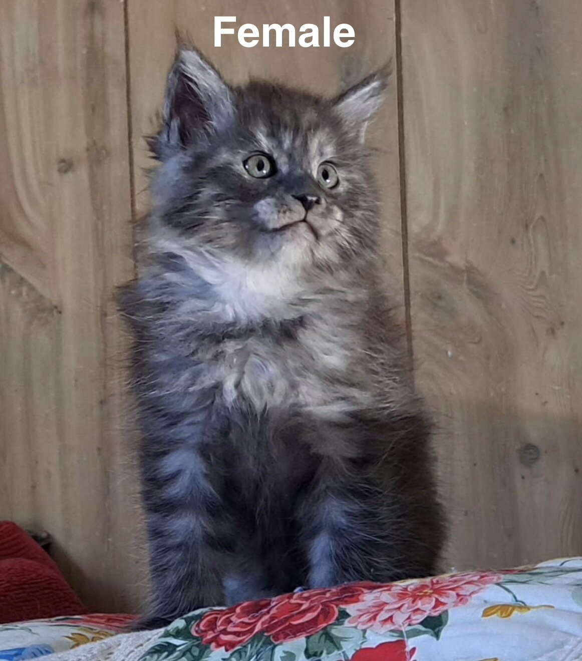 Mainecoon/Ragdoll kittens image 3