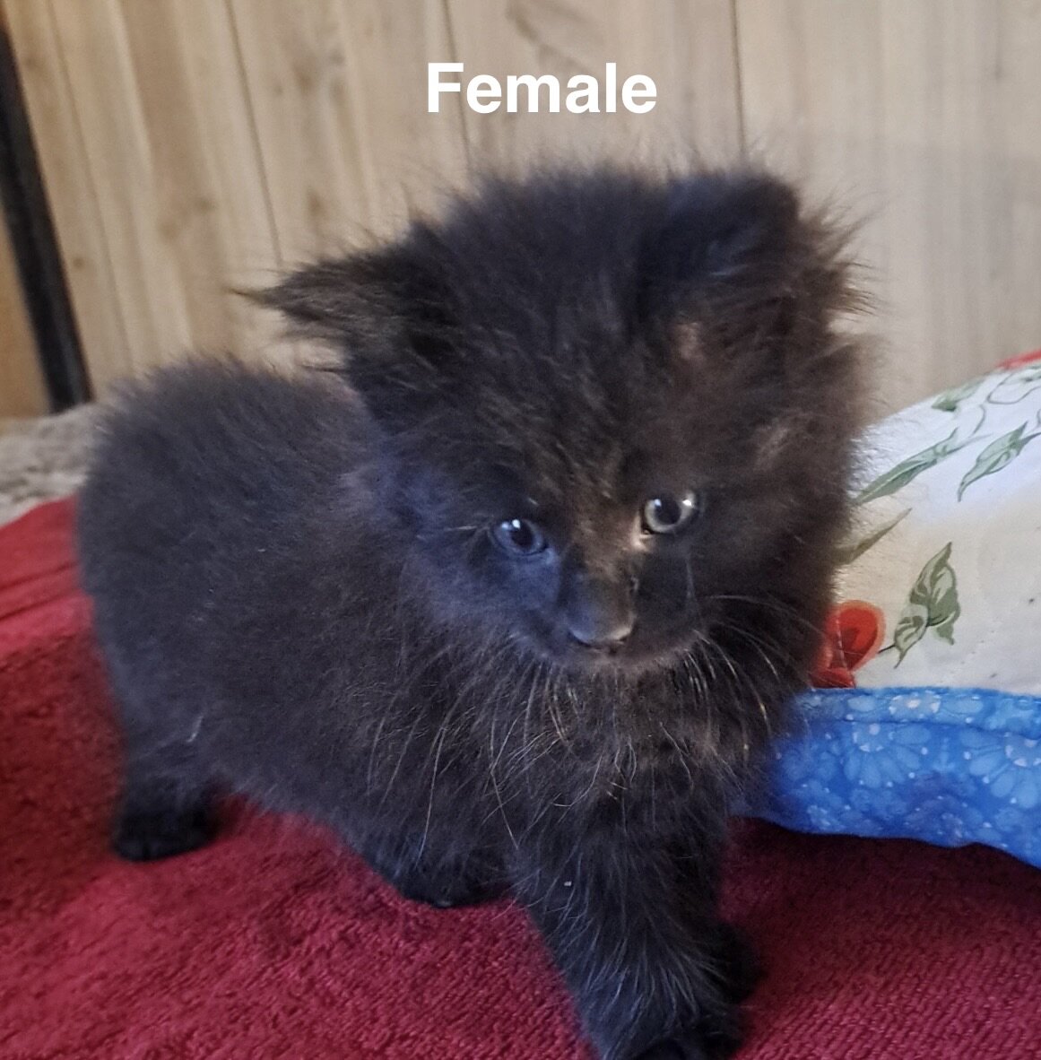 Mainecoon/Ragdoll kittens image 4