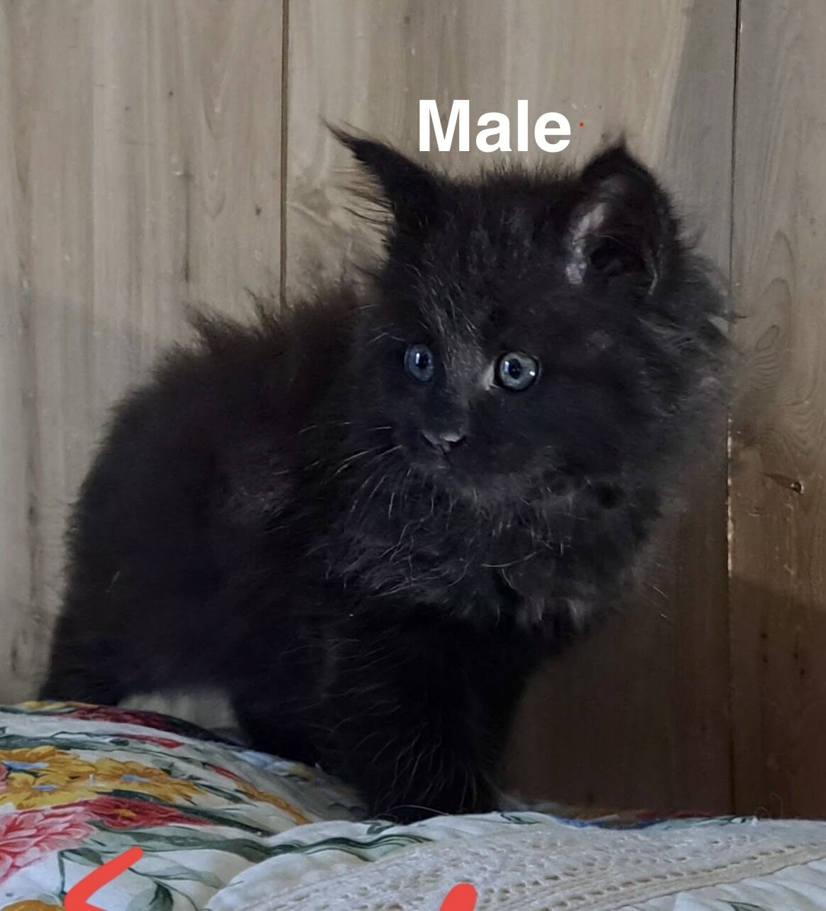 Mainecoon/Ragdoll kittens image 2