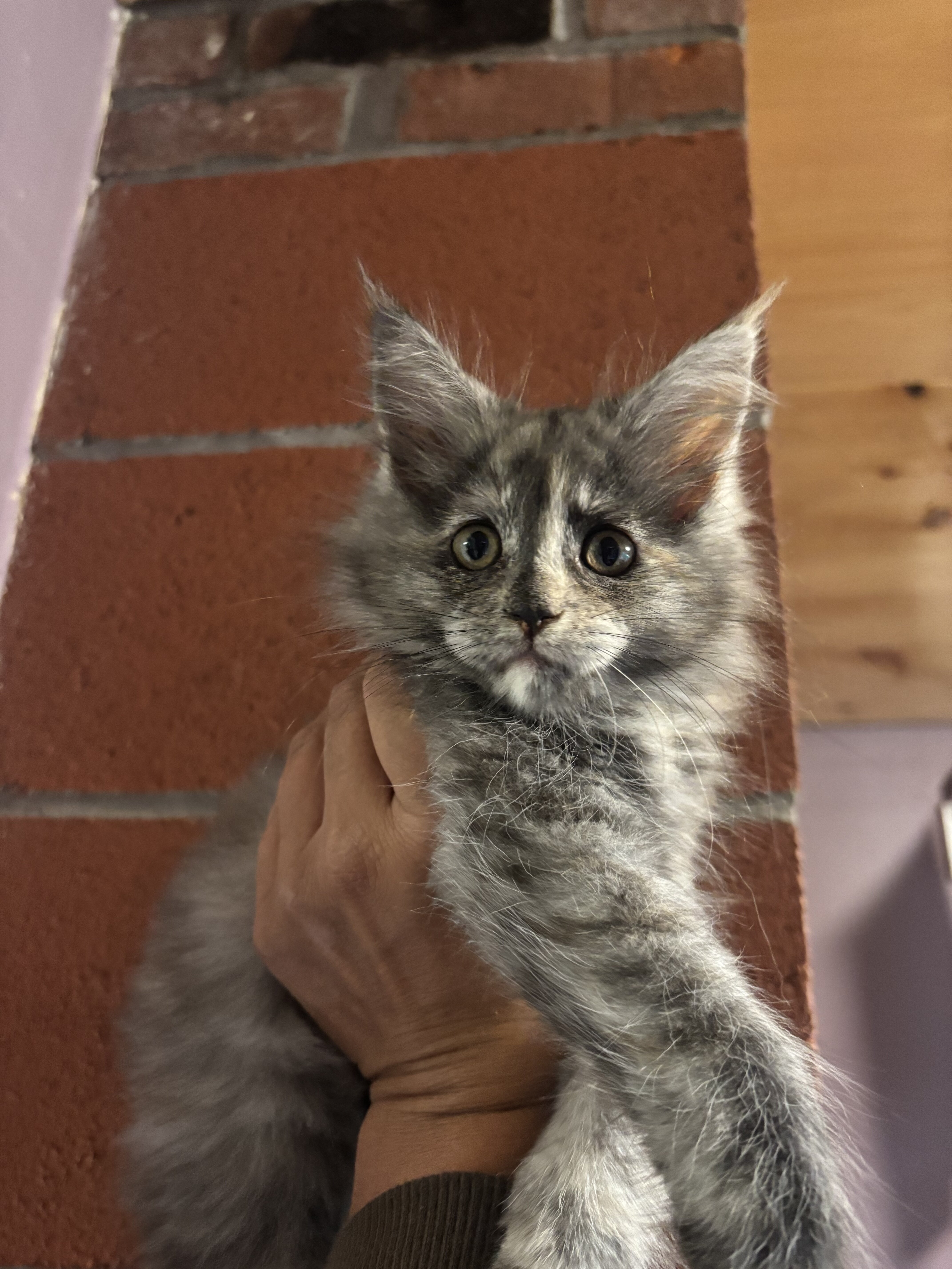Mainecoon/Ragdoll kittens image 1