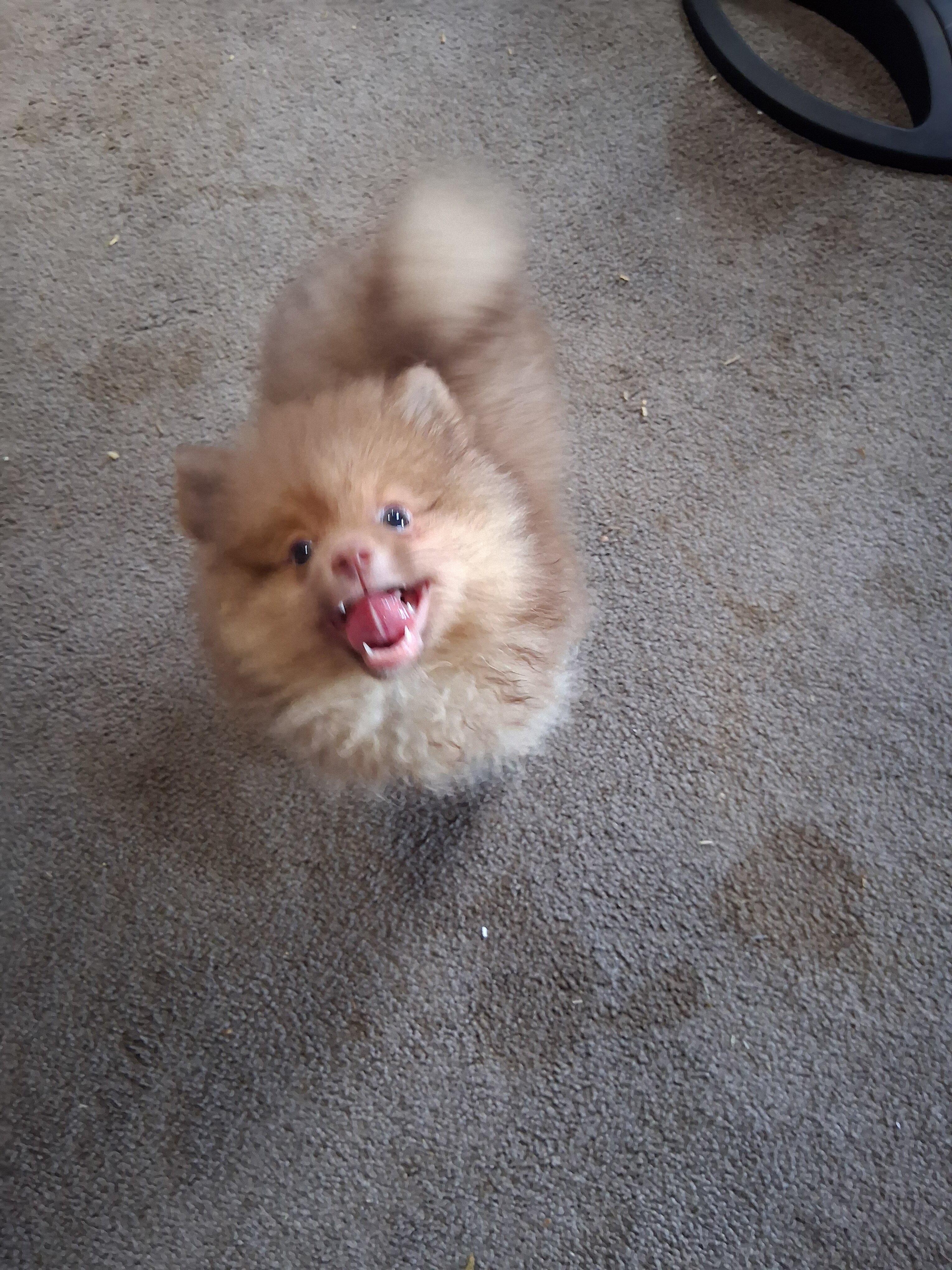 Pomeranian puppies image 1