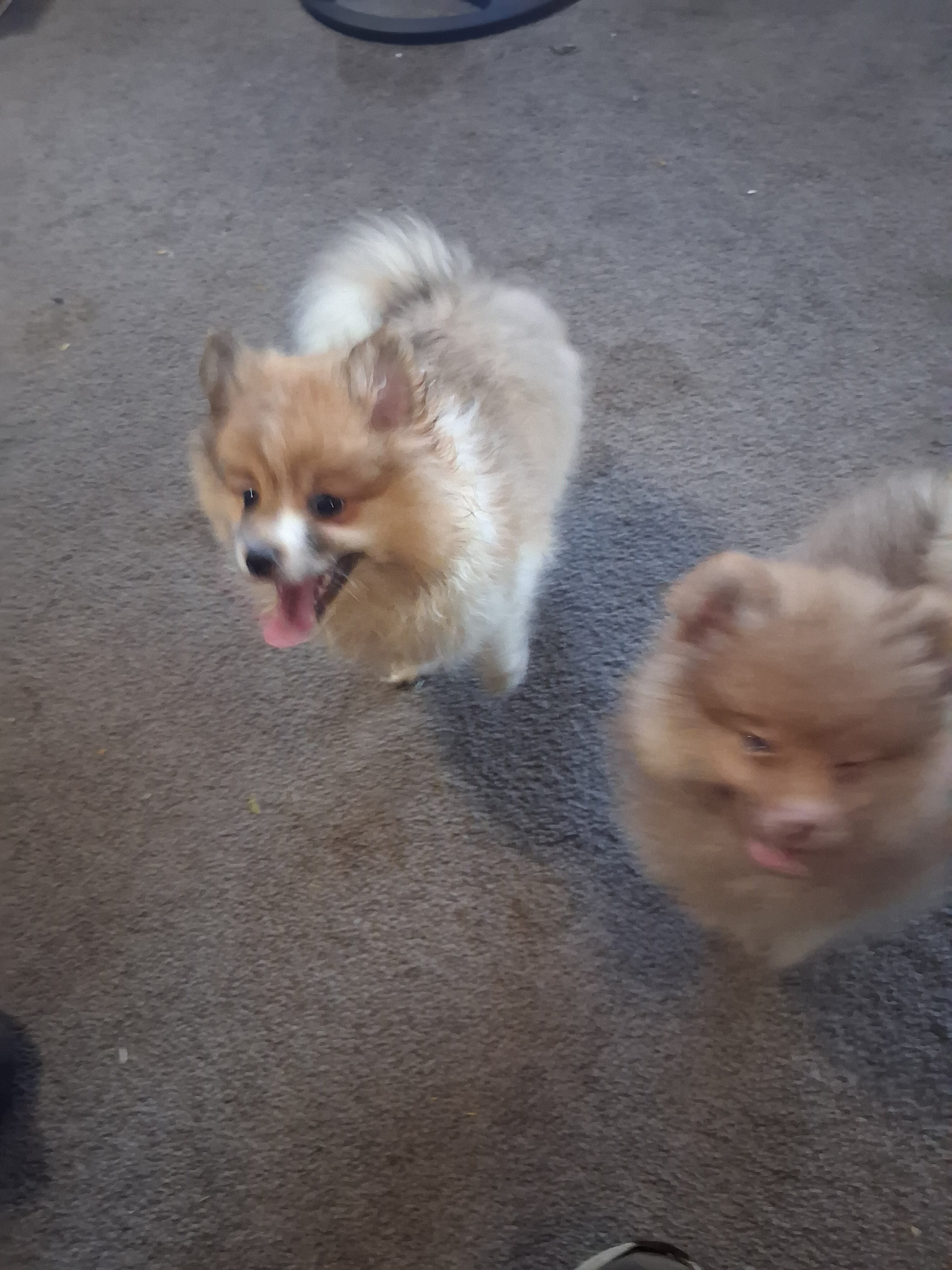 Pomeranian puppies image 3