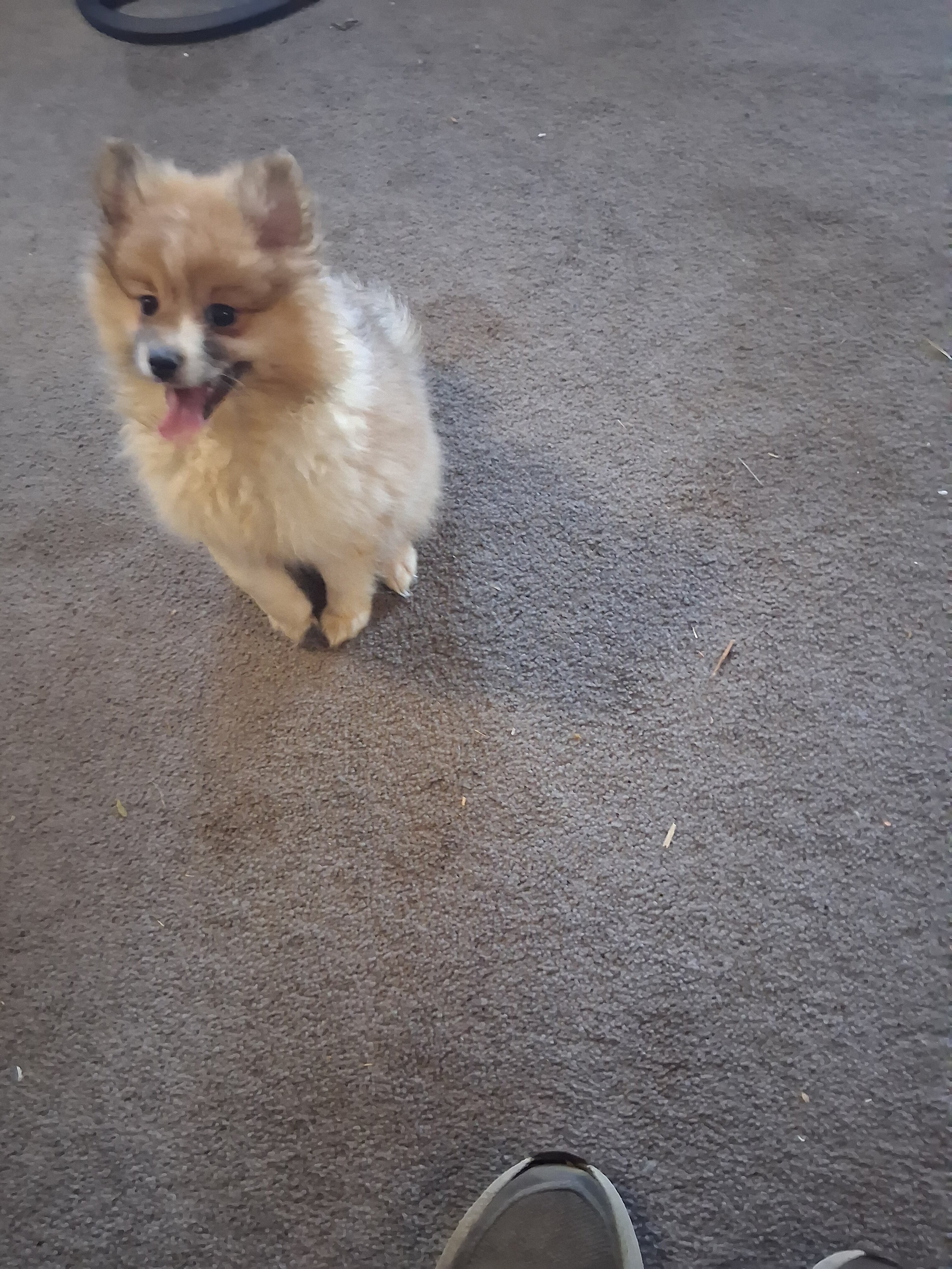 Pomeranian puppies image 2