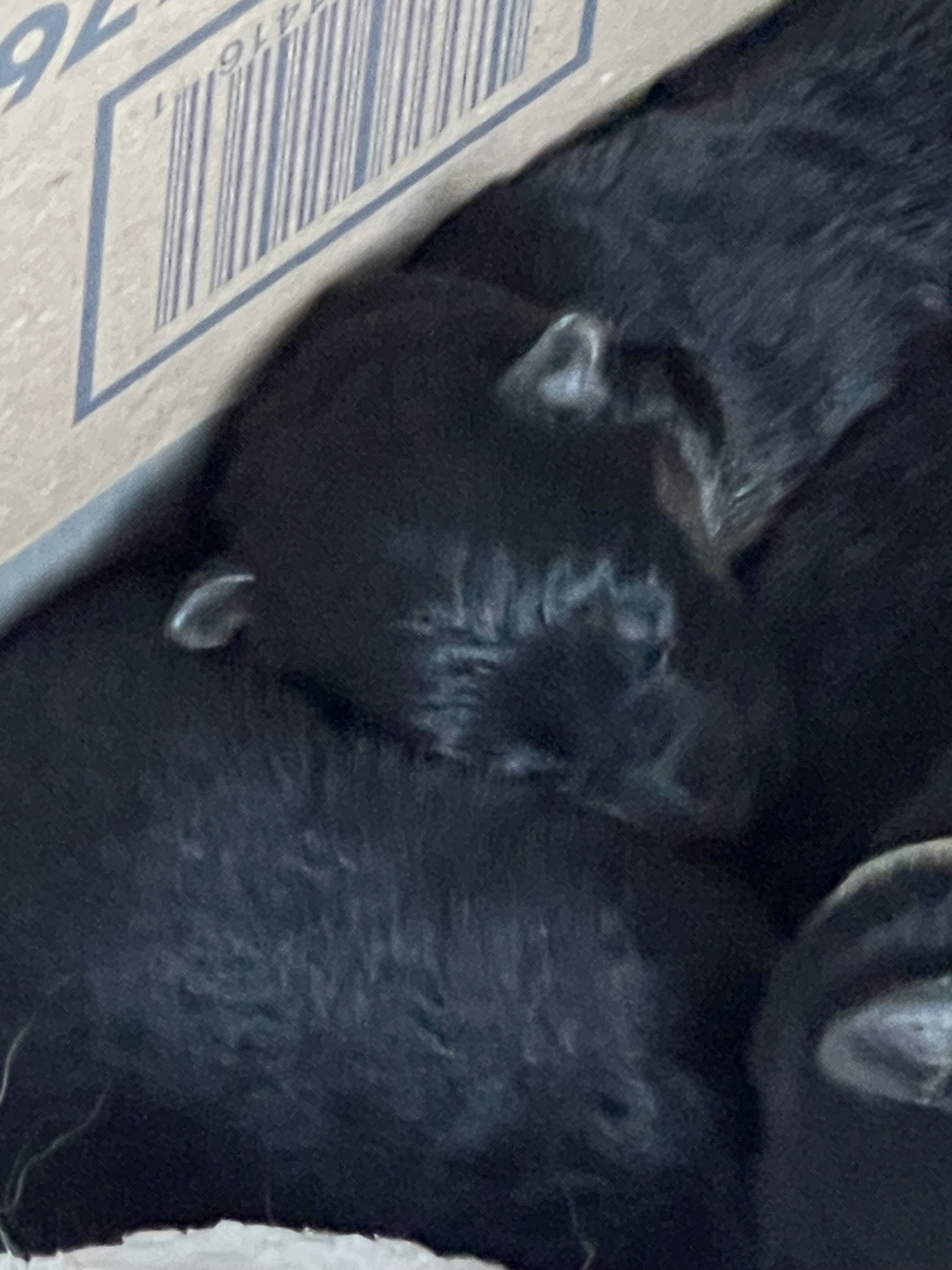 German shepherd puppies image 2