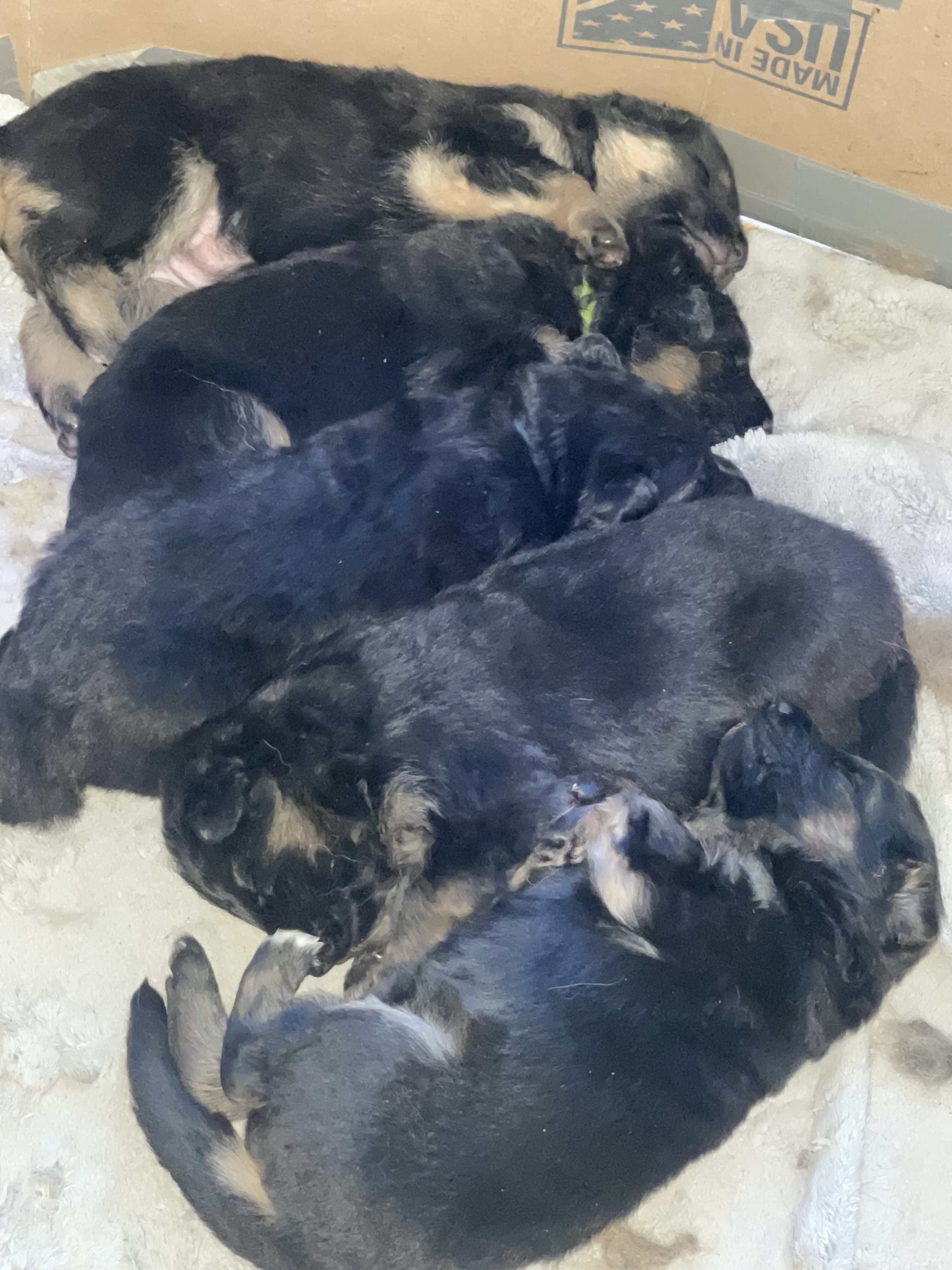 German shepherd puppies image 1