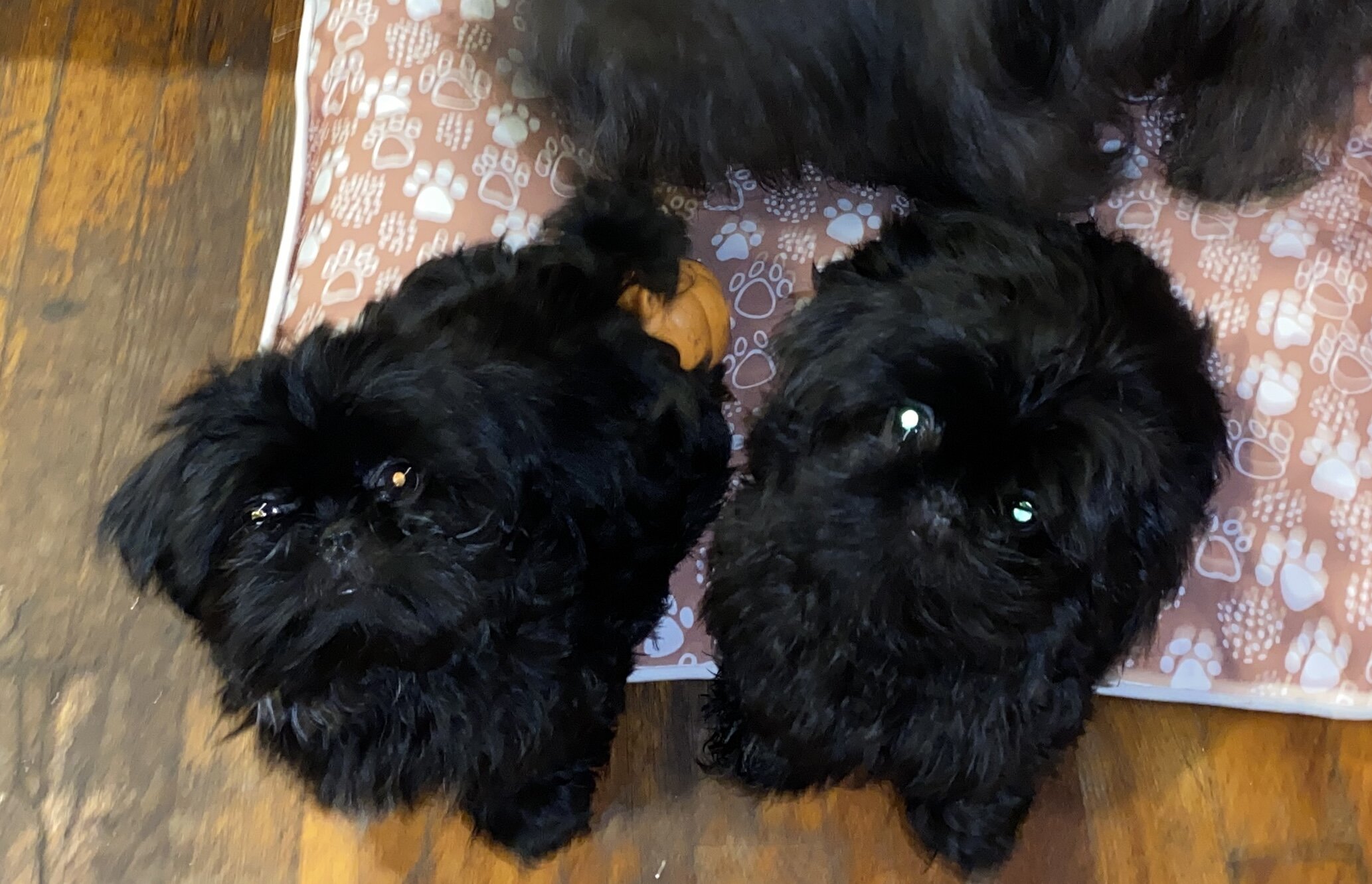 Beautiful Shih Tzu Pups looking for loving homes image 1