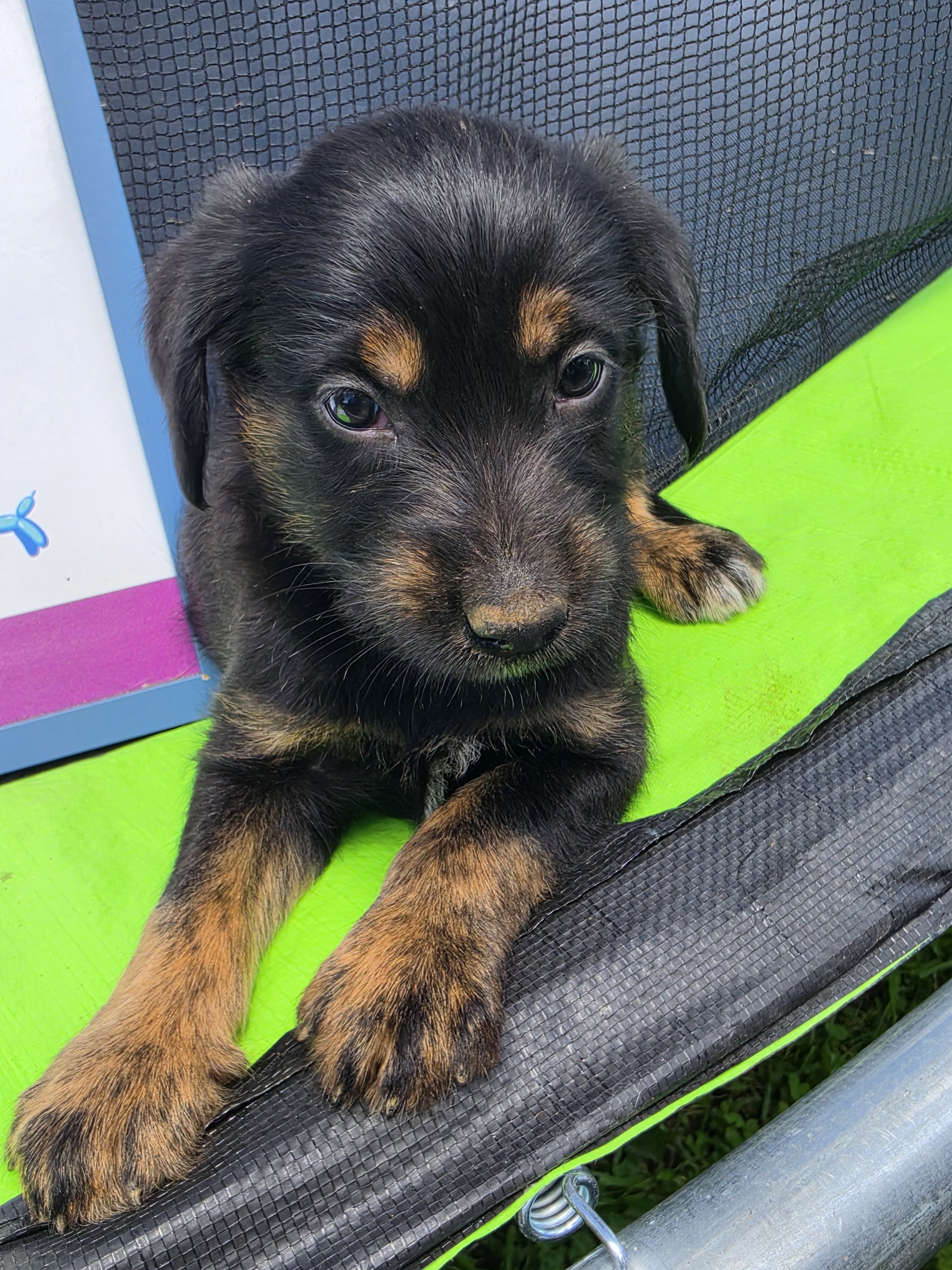 Aussiedoodle Puppies image 8