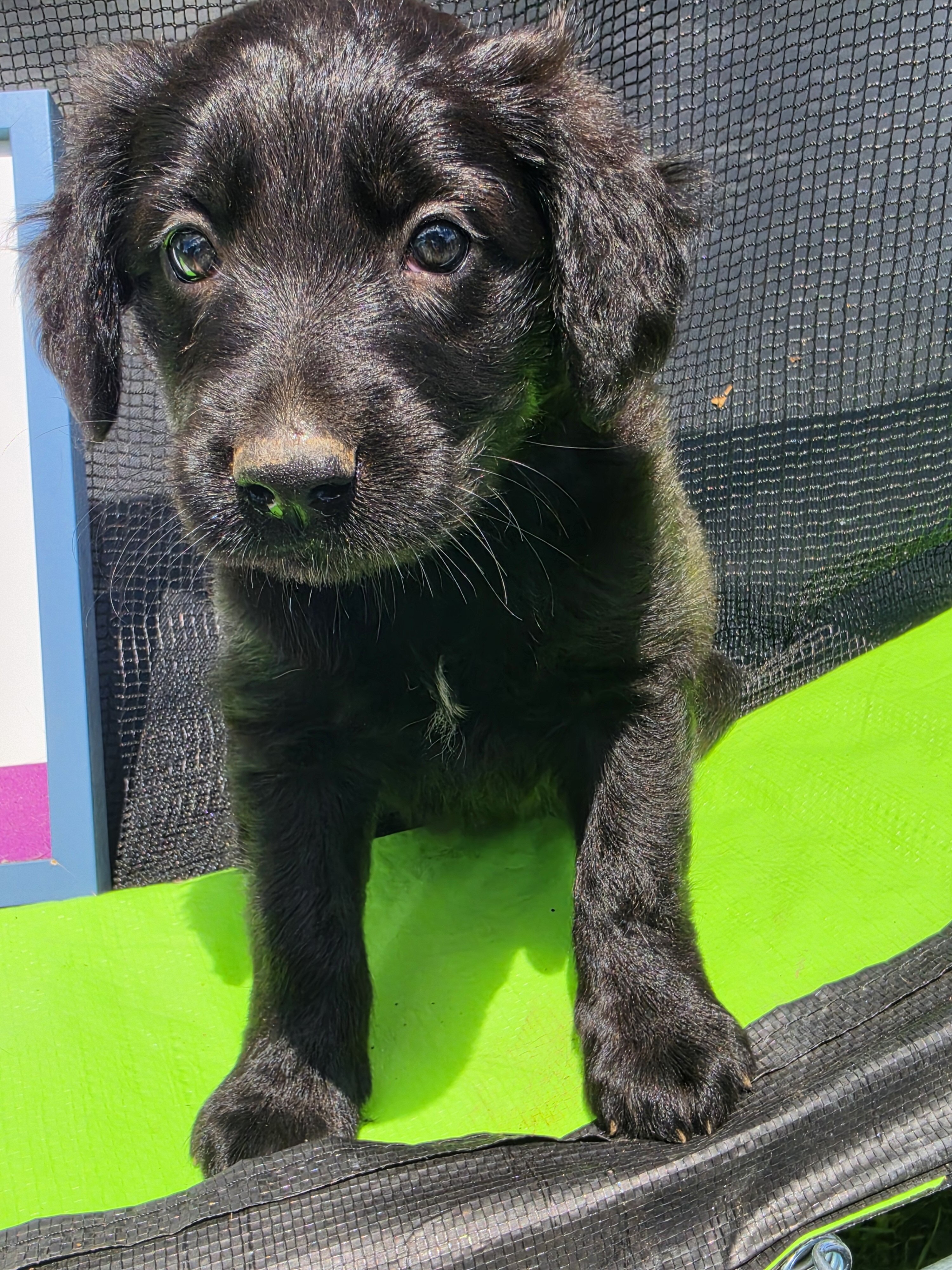 Aussiedoodle Puppies image 7