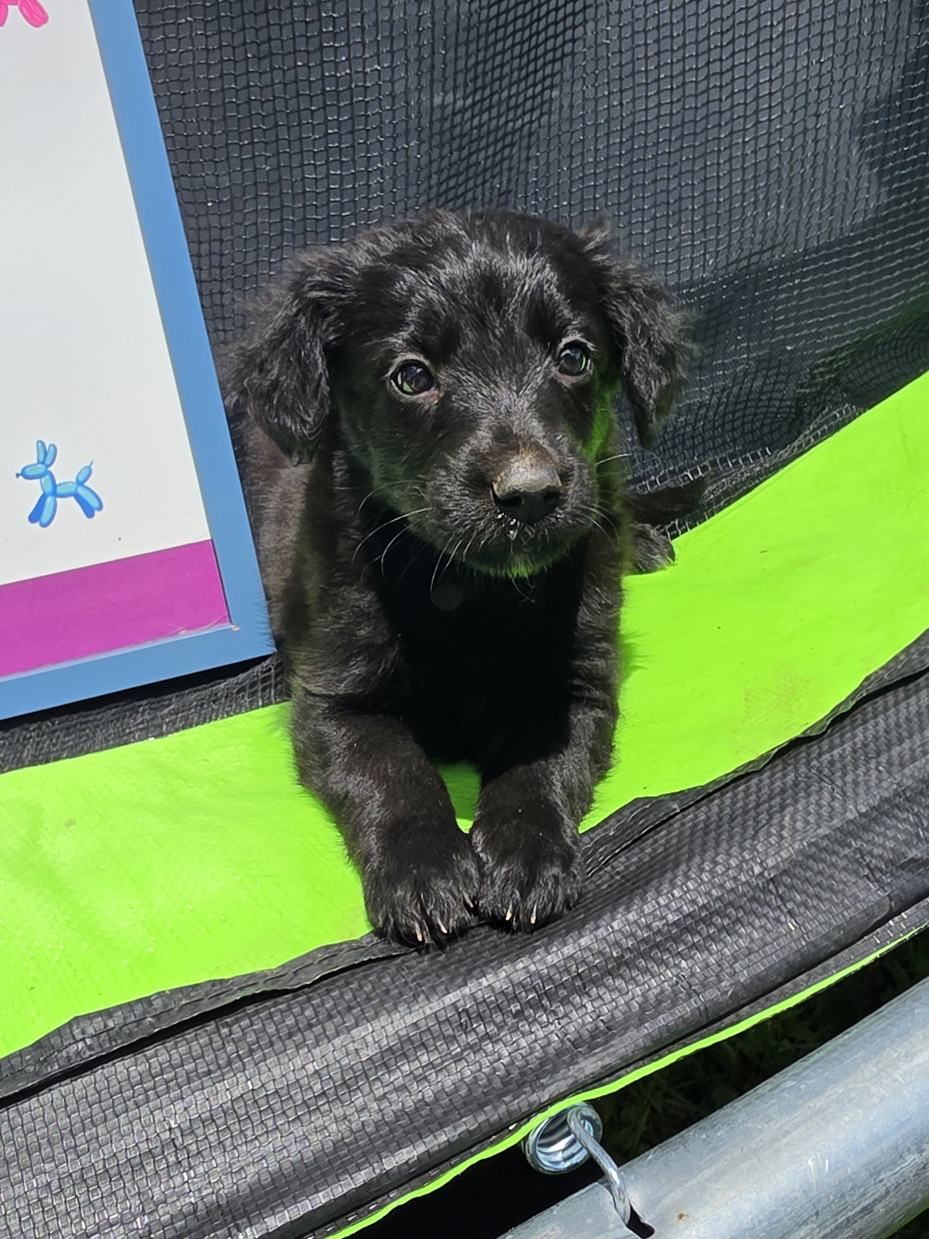 Aussiedoodle Puppies image 6