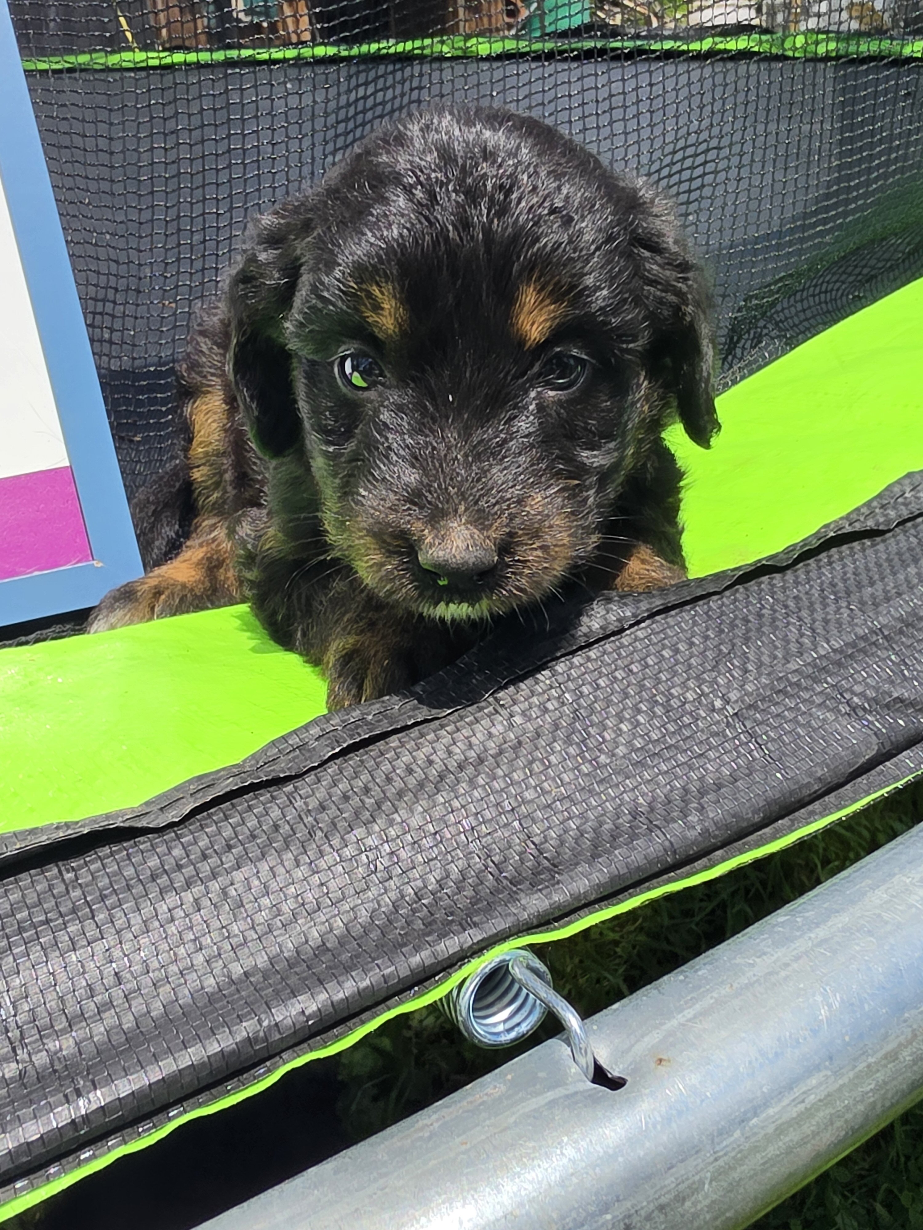 Aussiedoodle Puppies image 5
