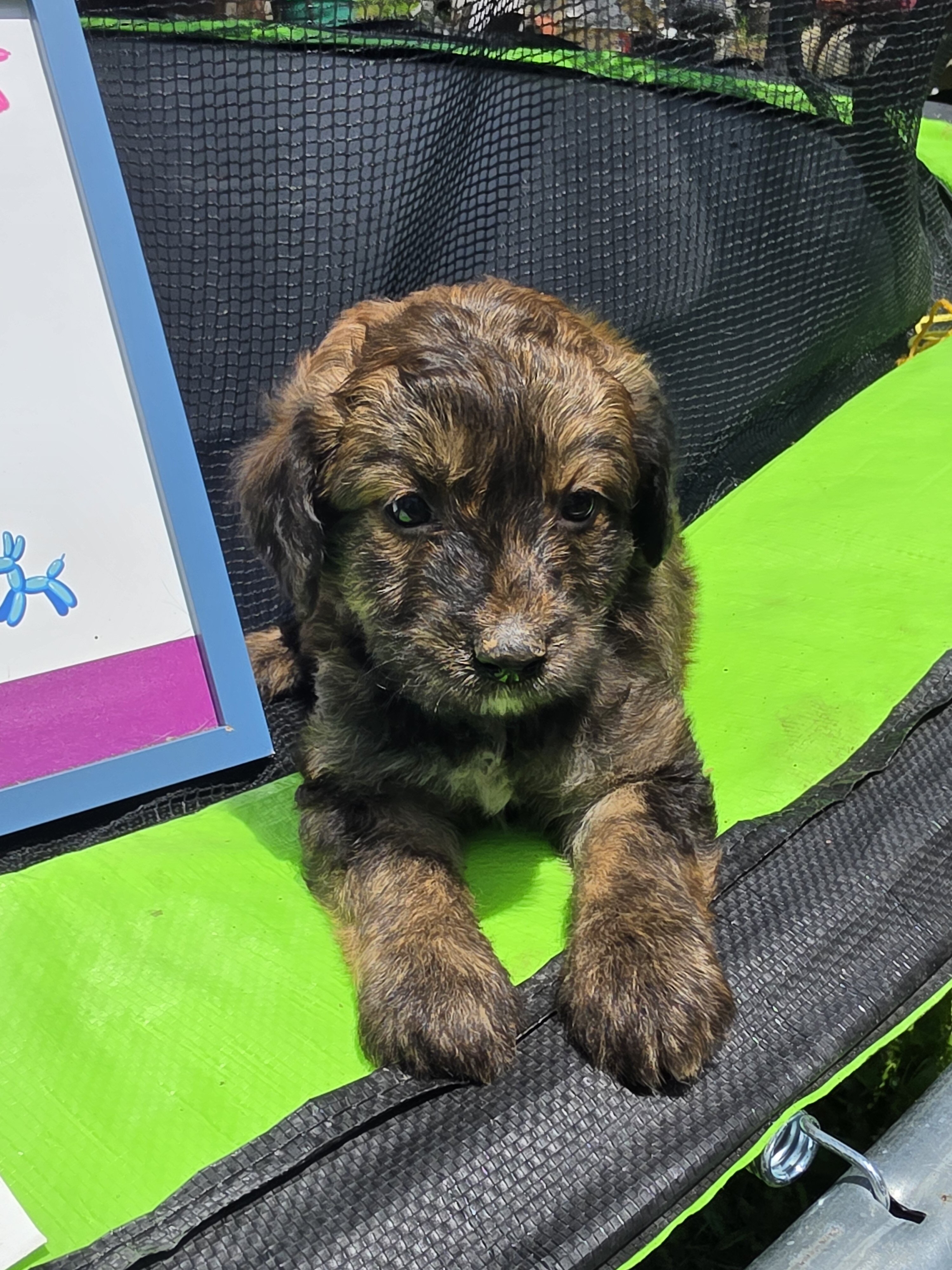 Aussiedoodle Puppies image 4