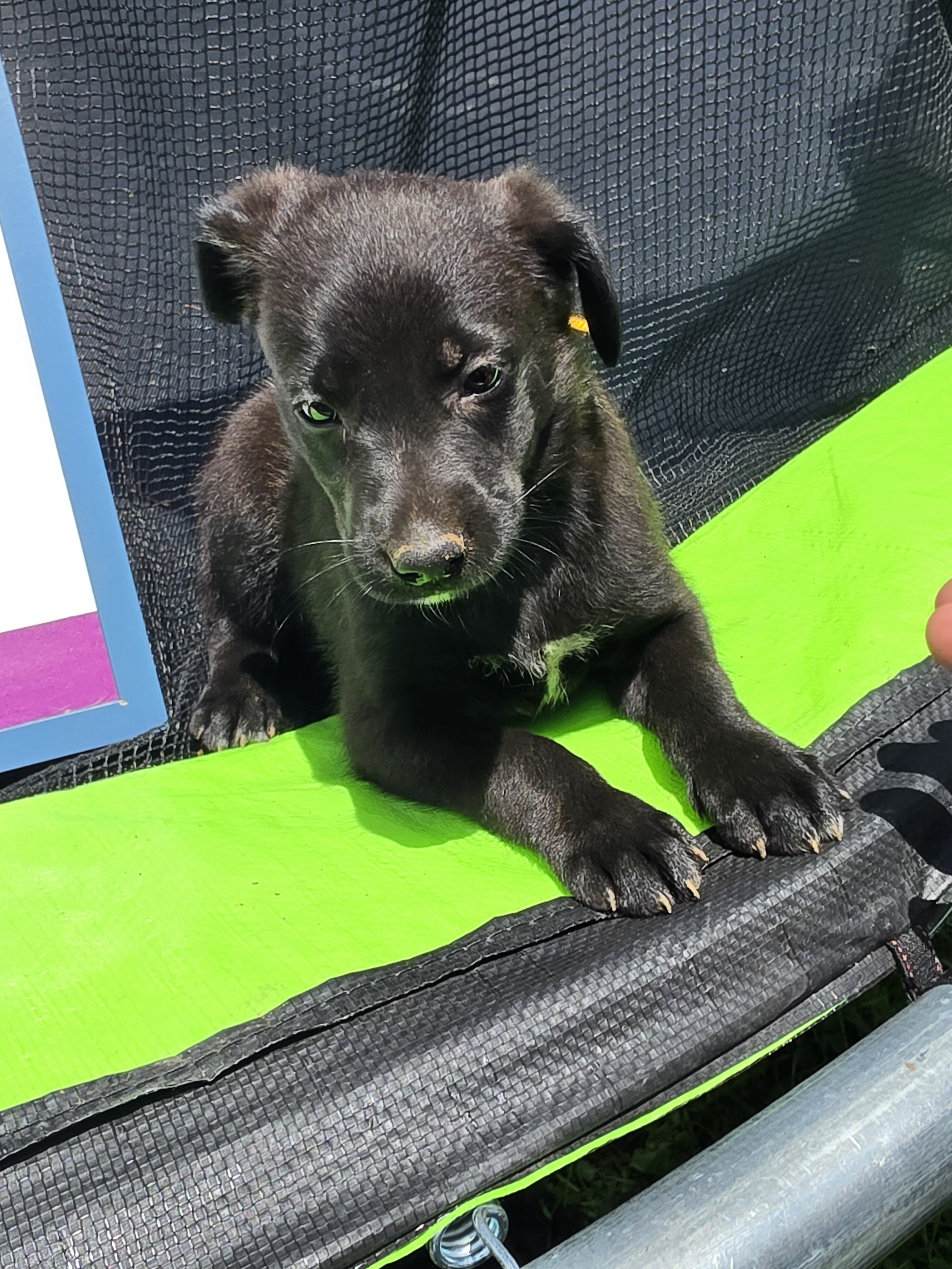 Aussiedoodle Puppies image 3