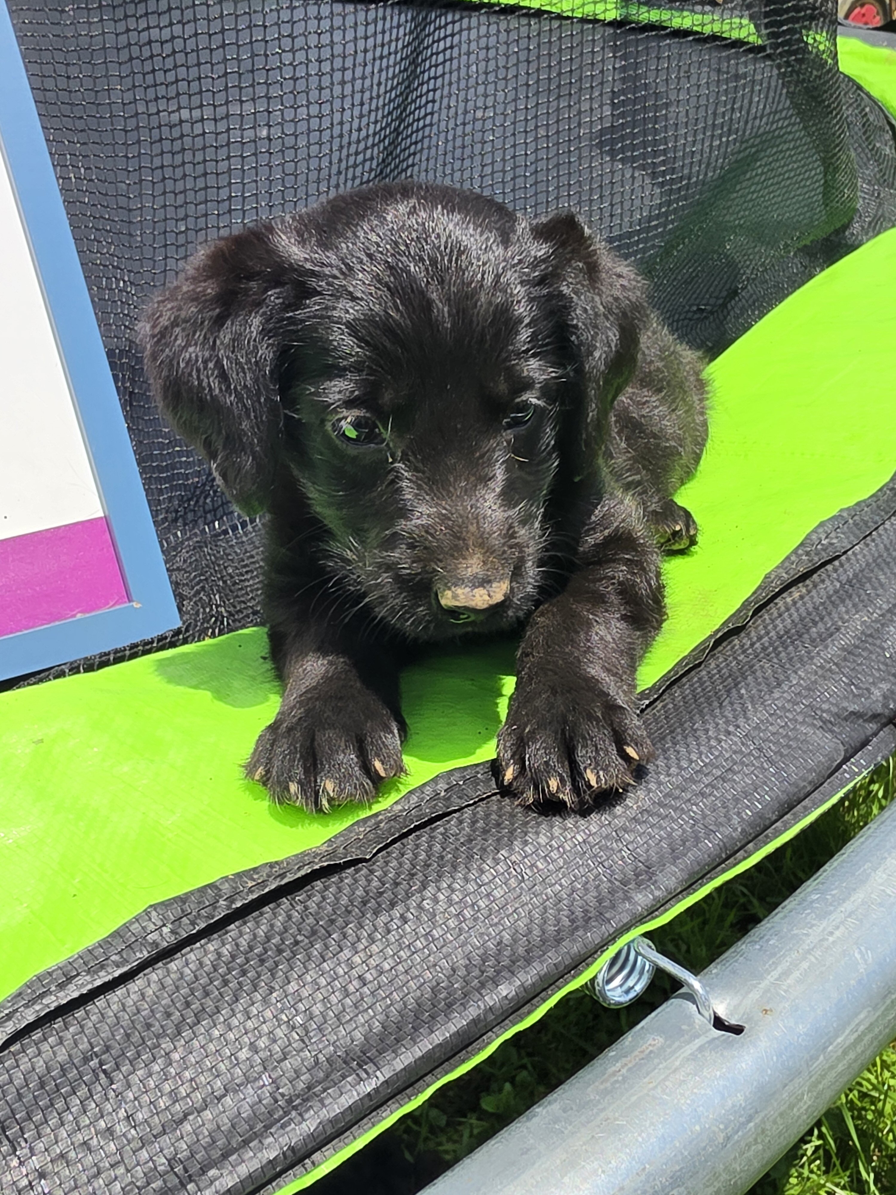 Aussiedoodle Puppies image 2