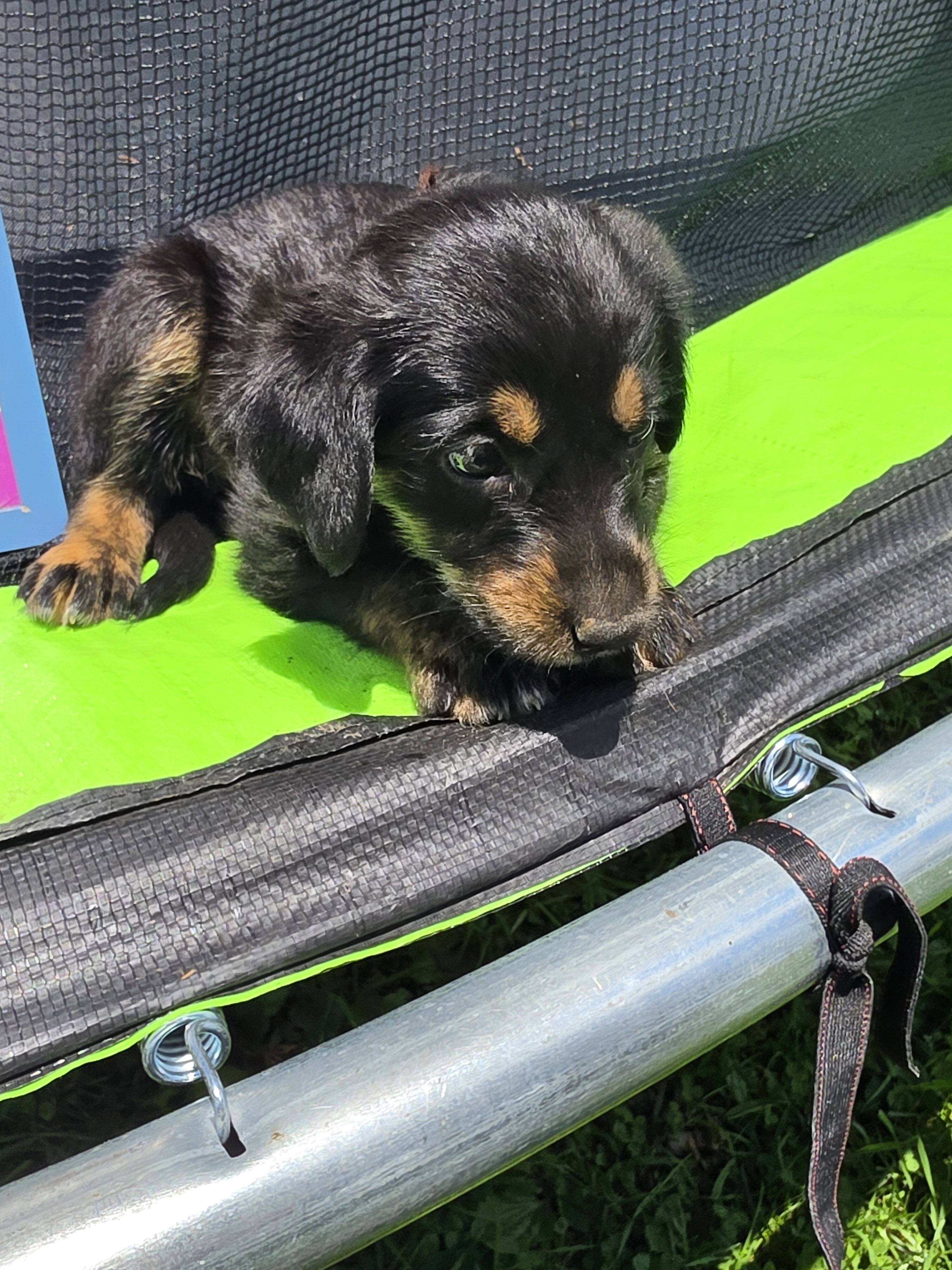 Aussiedoodle Puppies image 1