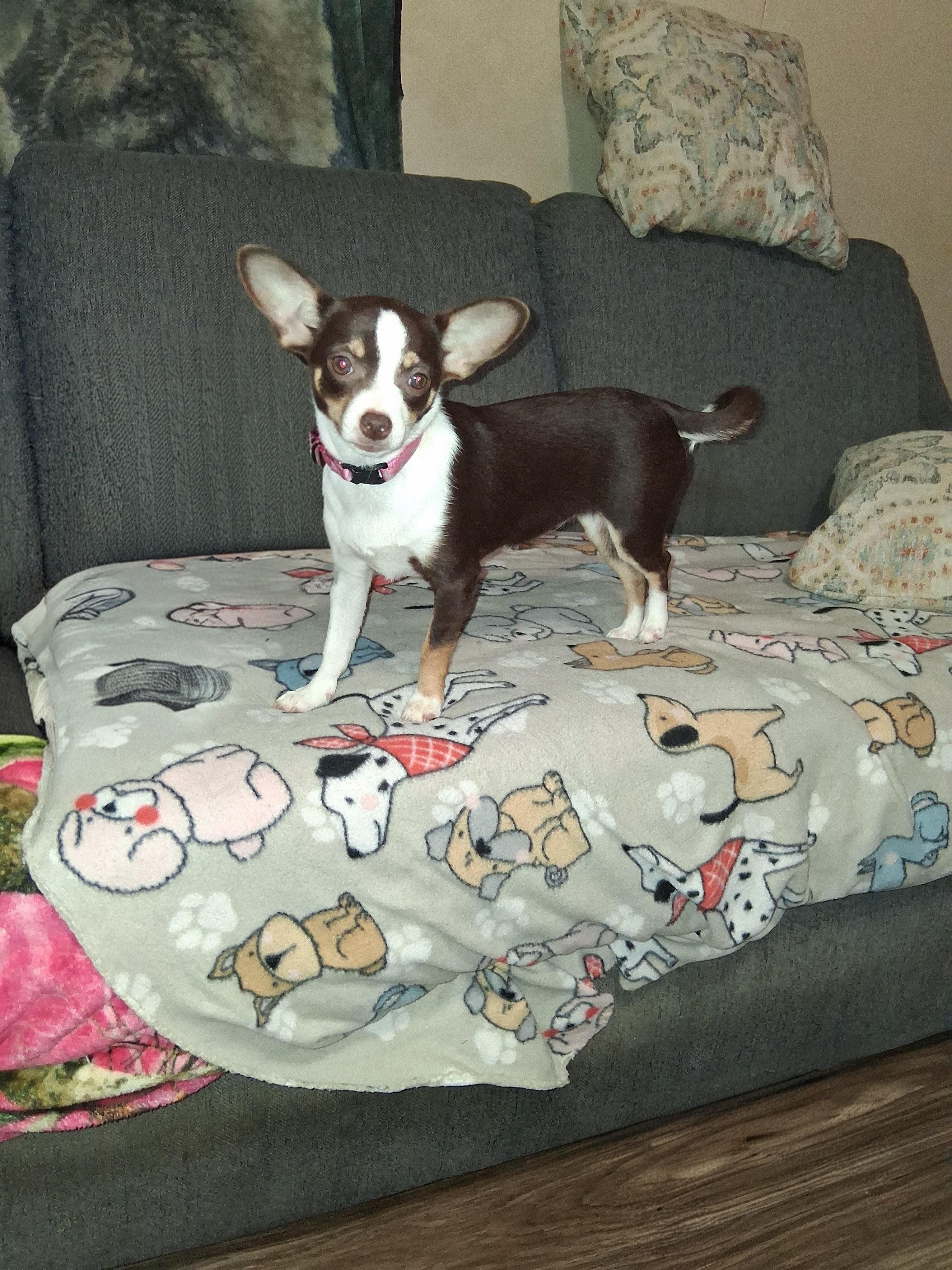 CKC Female Chihuahua image 1