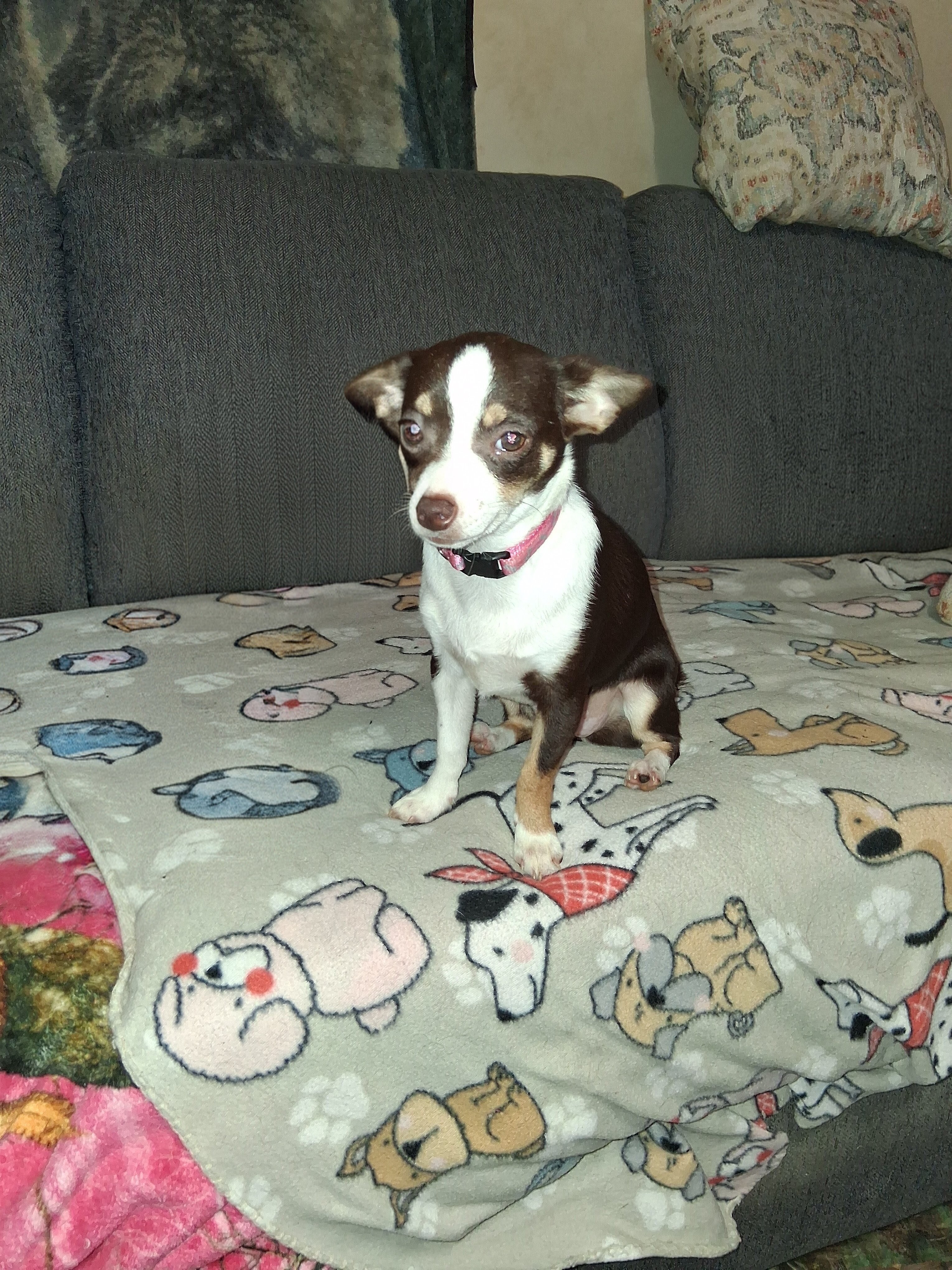 CKC Female Chihuahua image 3