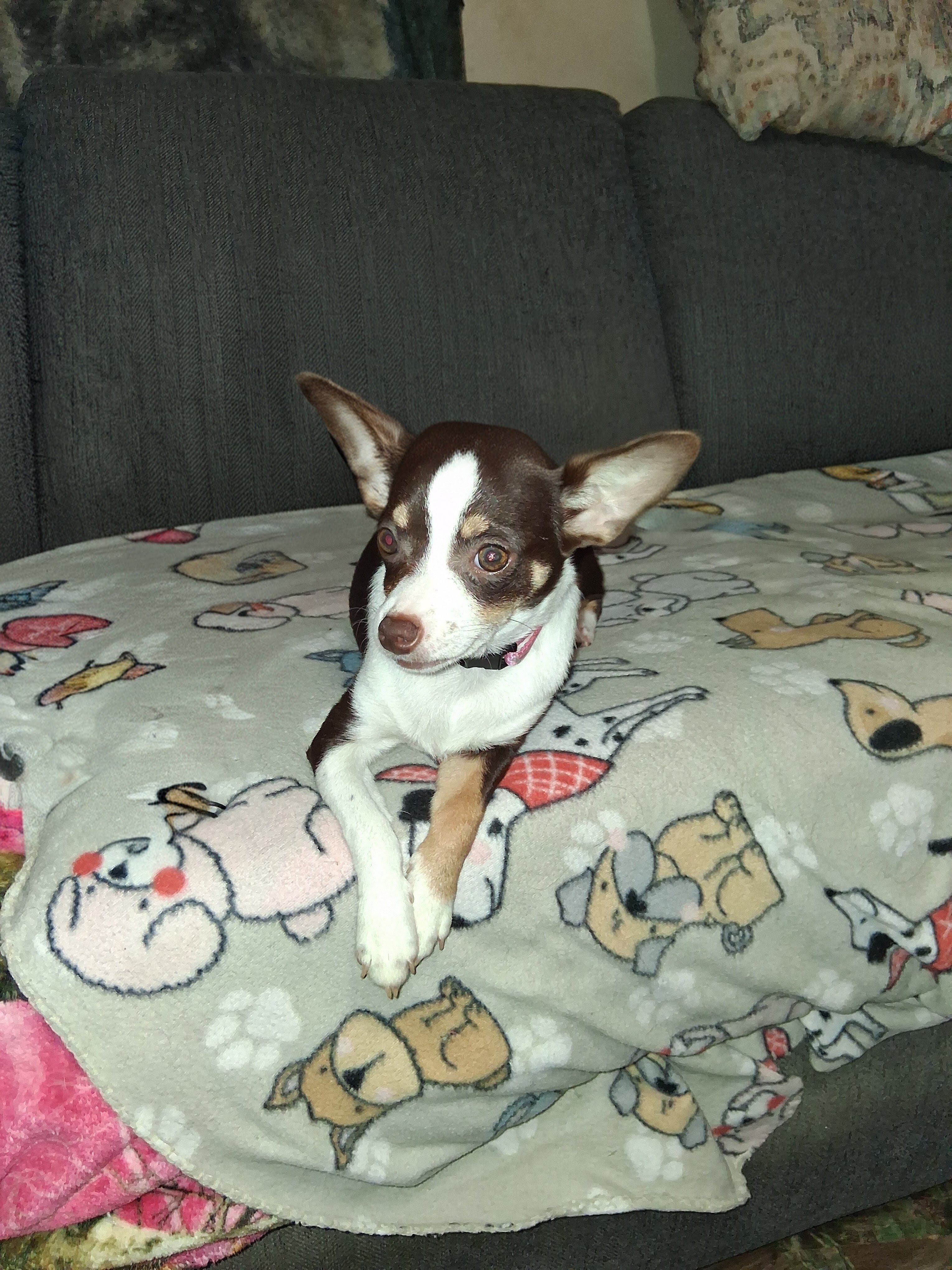 CKC Female Chihuahua image 2
