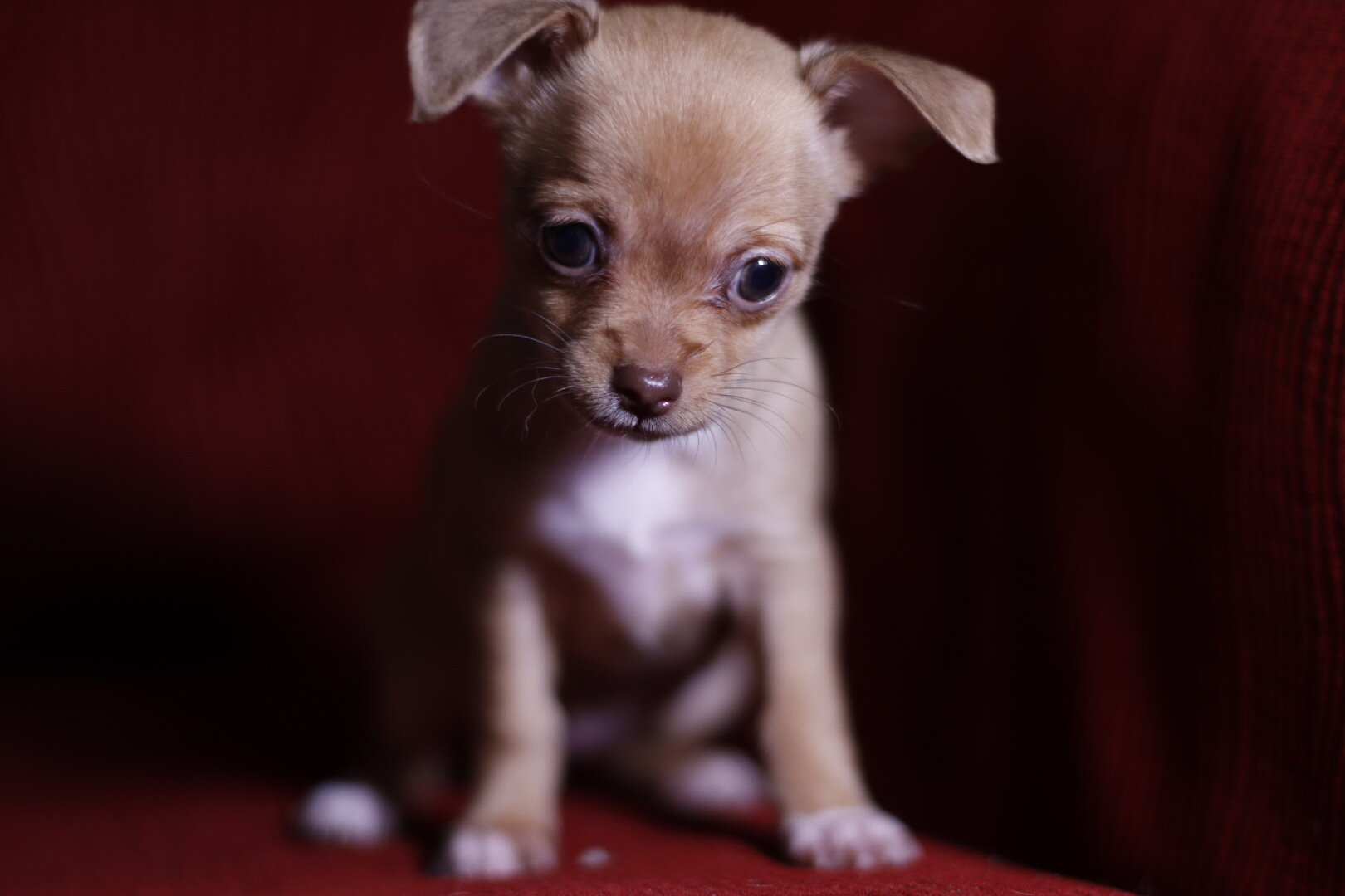 Chihuahua puppy image 3