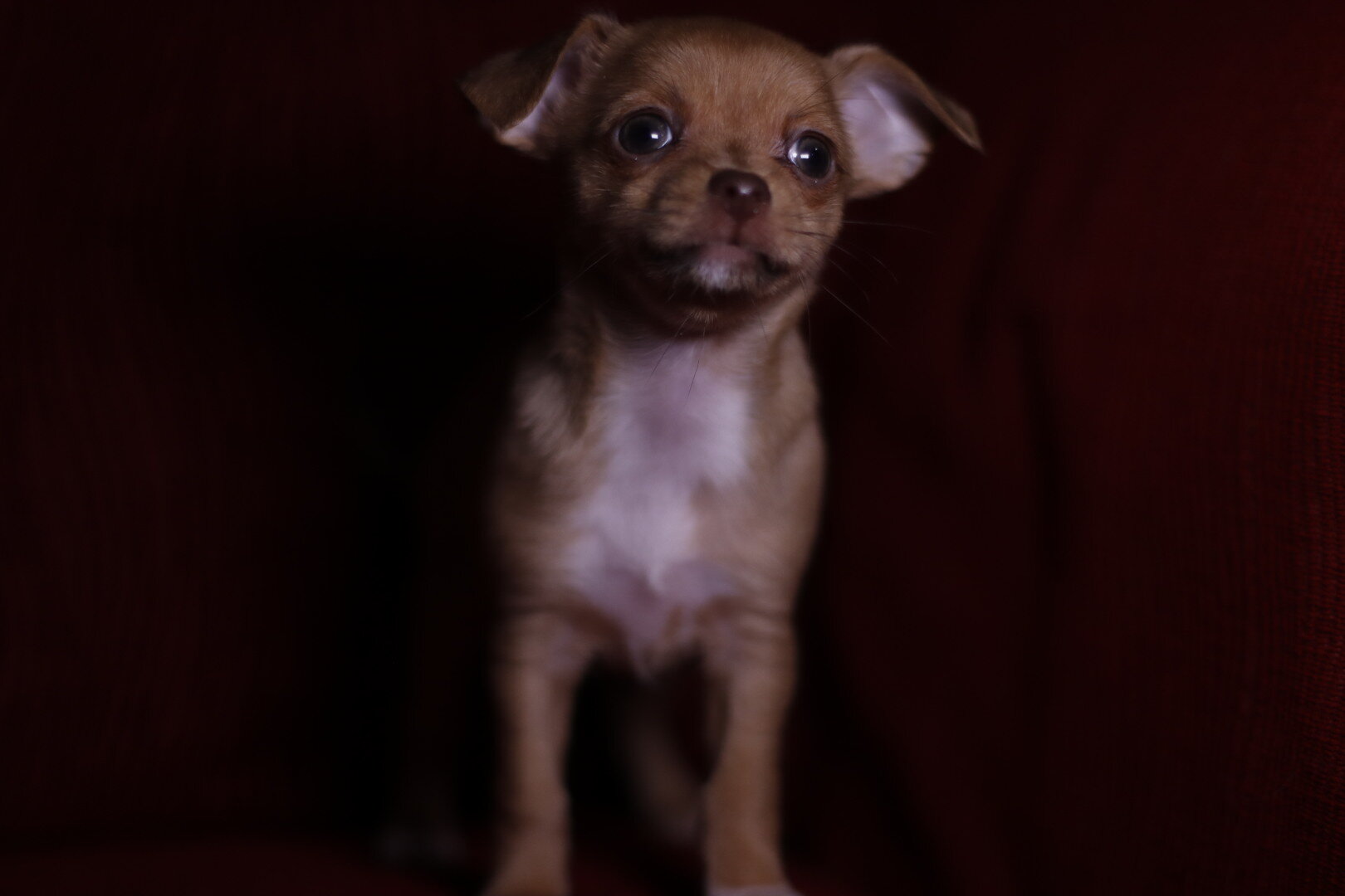 Chihuahua puppy image 2