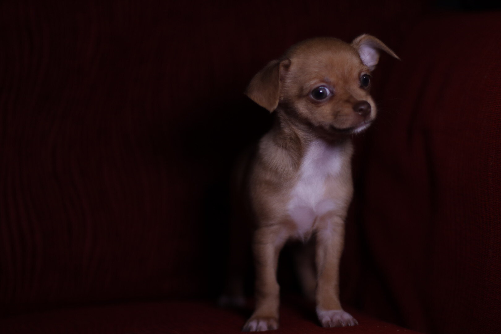 Chihuahua puppy image 1