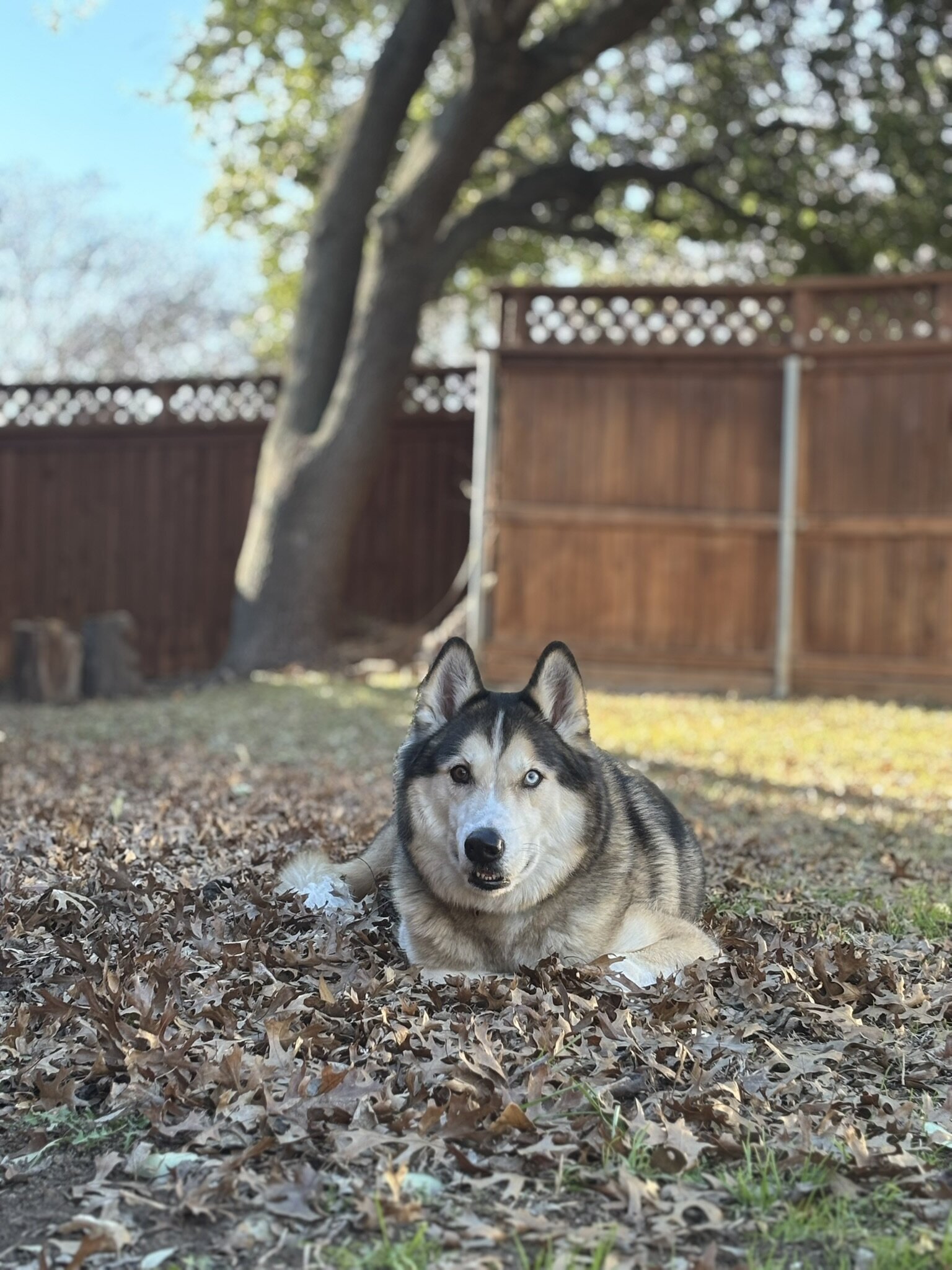 Cuddly Husky Needs Active Home image 1